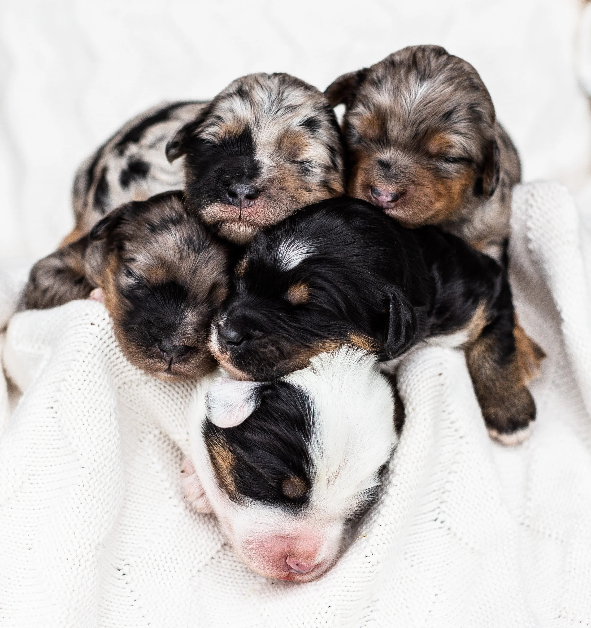 Sheepadoodles — Heritage Doodles