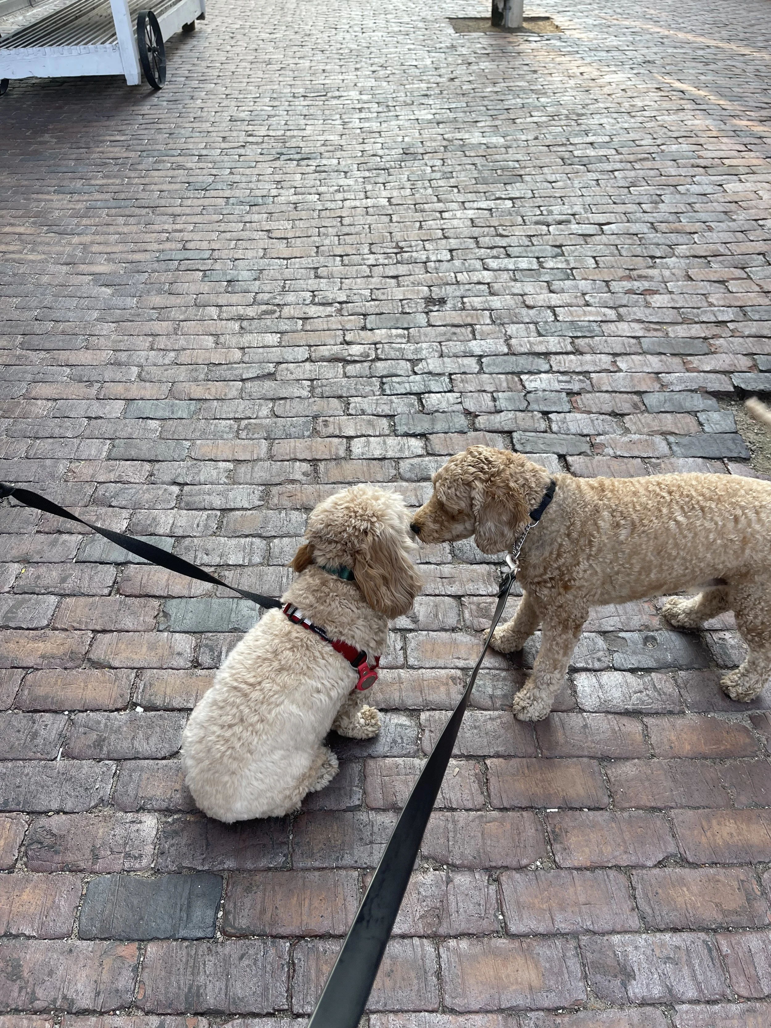 Two dogs with curly fur and leash, touching noses on a cobblestone street.