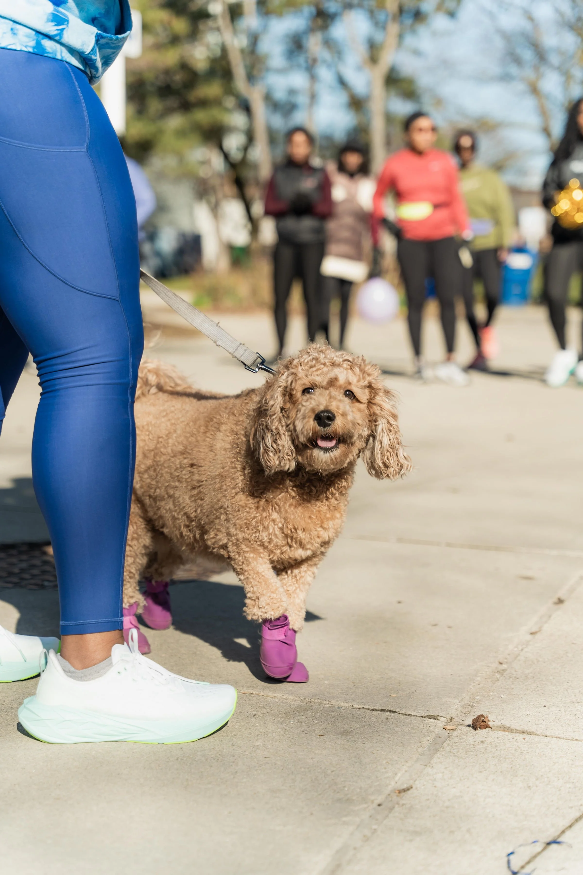 A happy brown curly-haired dog wearing purple shoes on a sidewalk during a daytime outdoor event with people in the background.