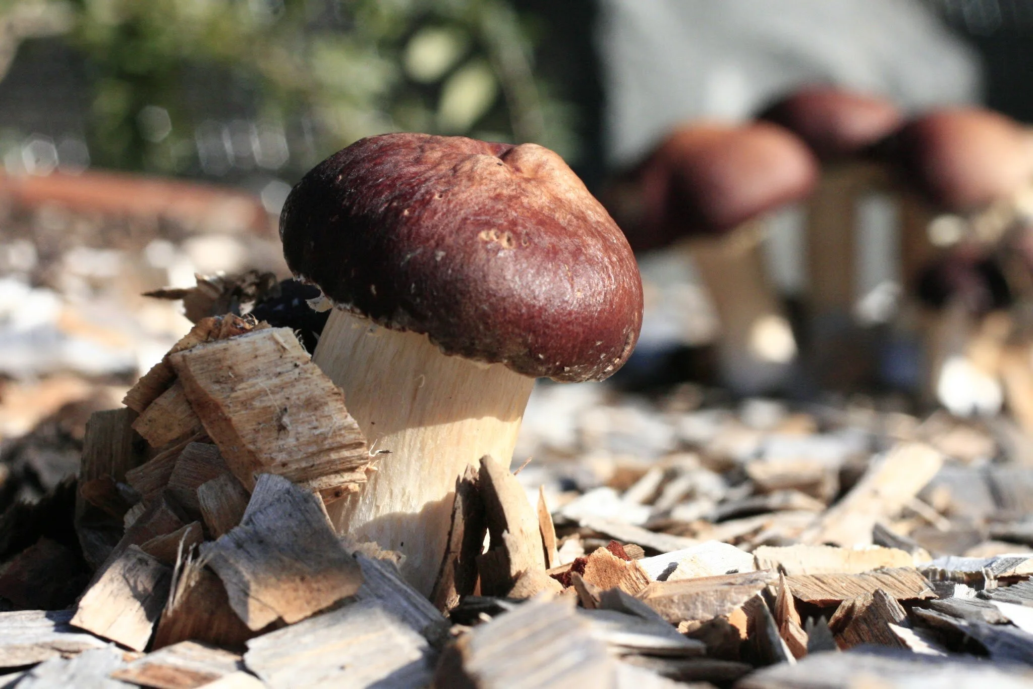 Meandering Mushroom Beds