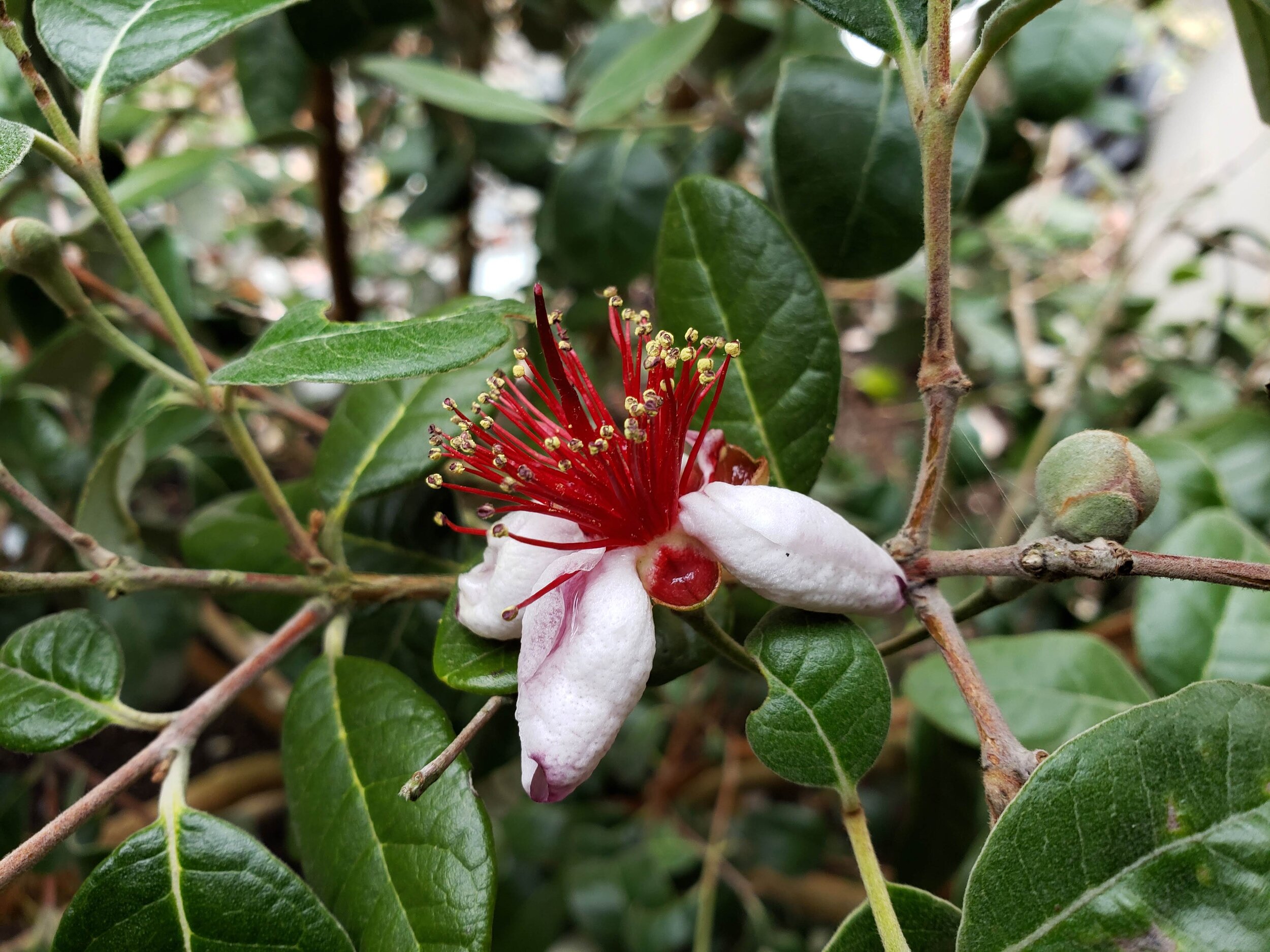 Pineapple guava flower.jpeg