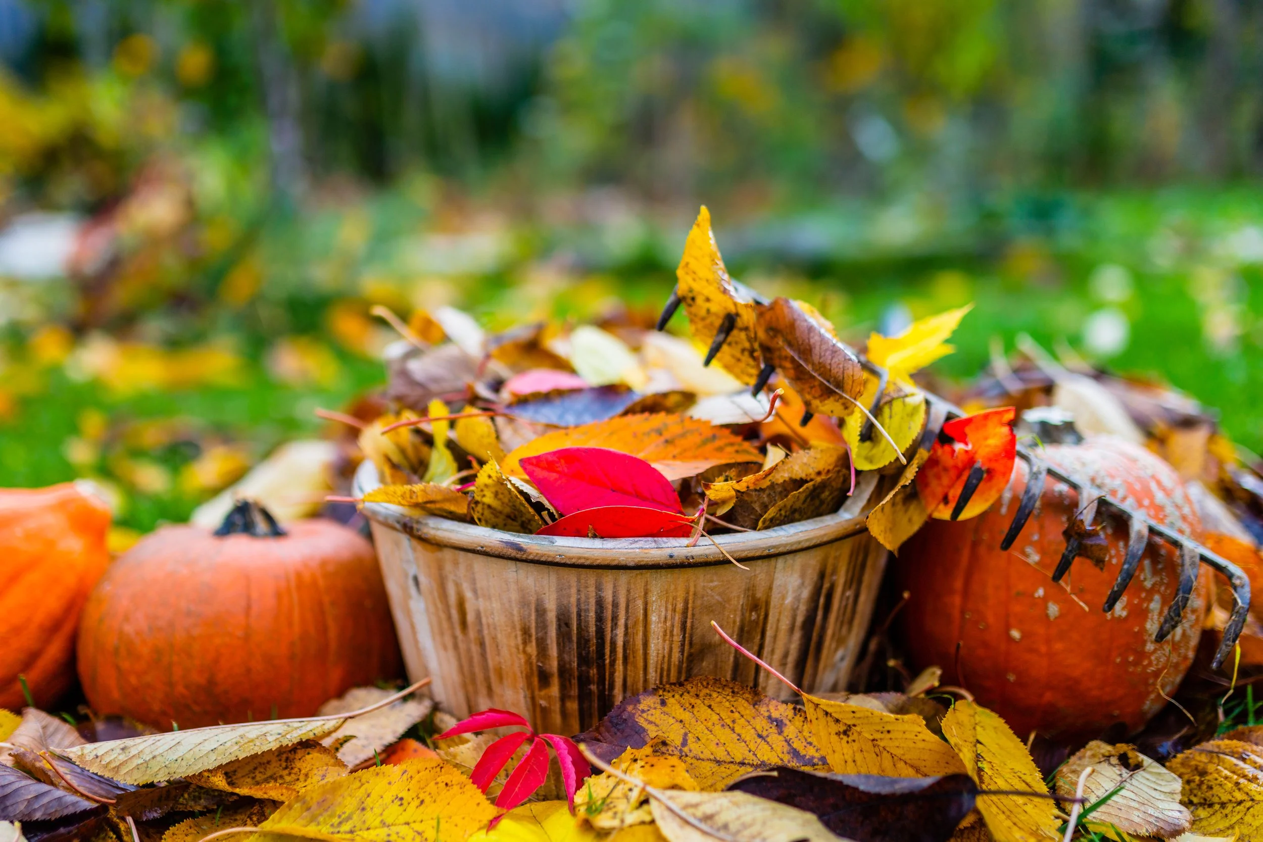 Fall Foodscaping Checklist: Give Back & Grow Year-Round Abundance