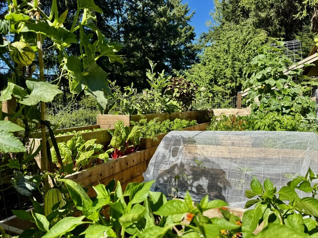 Productive raised vegetable beds filled with chard, herbs and climbing crops