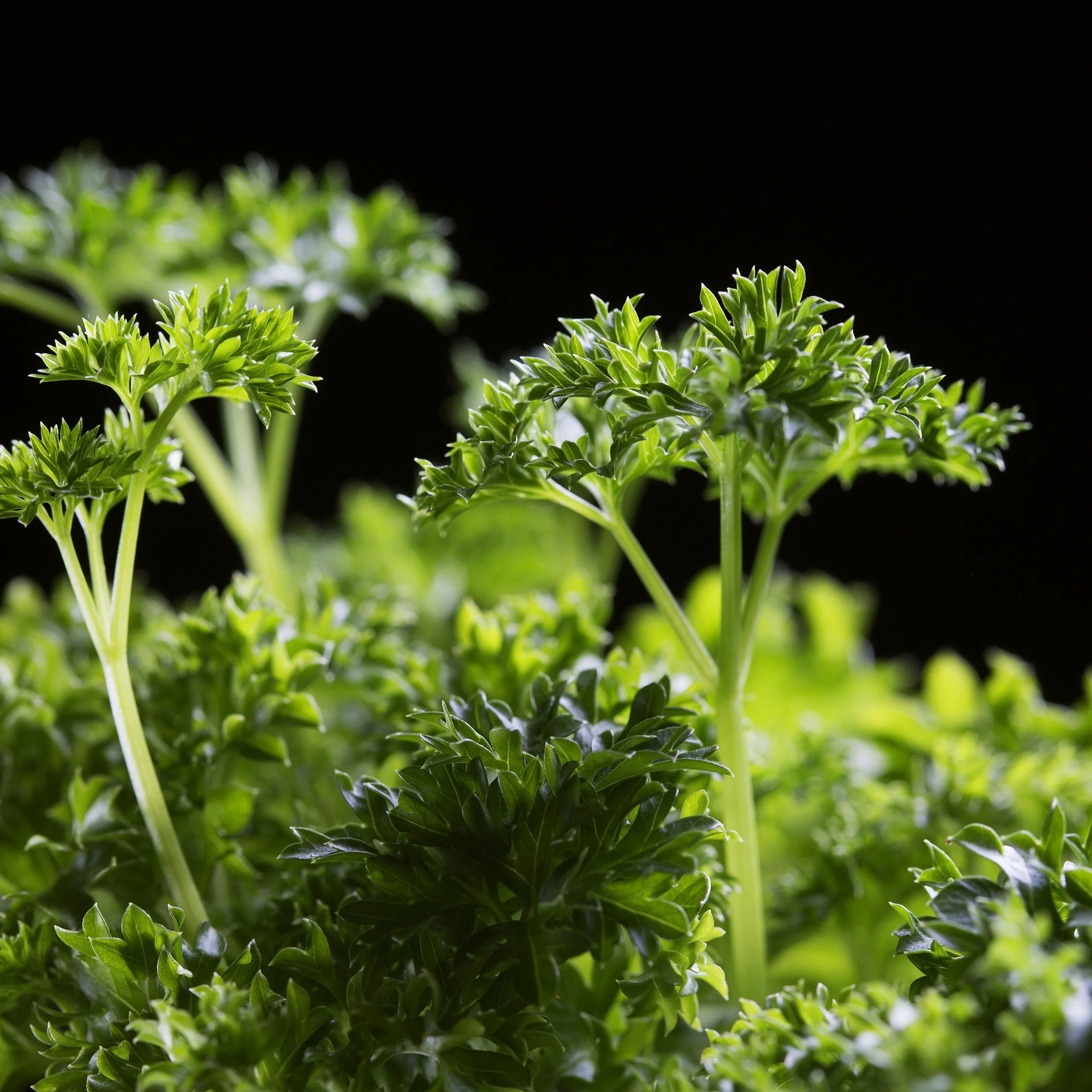 parsley.jpeg