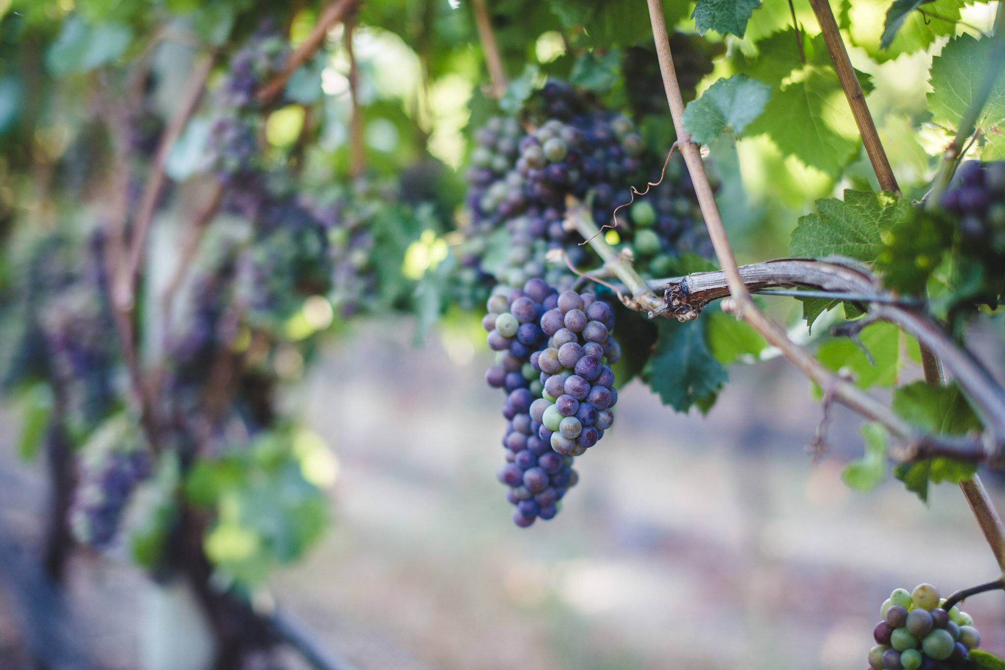 10_Food_Cherihan_Photography_Penticton_Winery.jpg