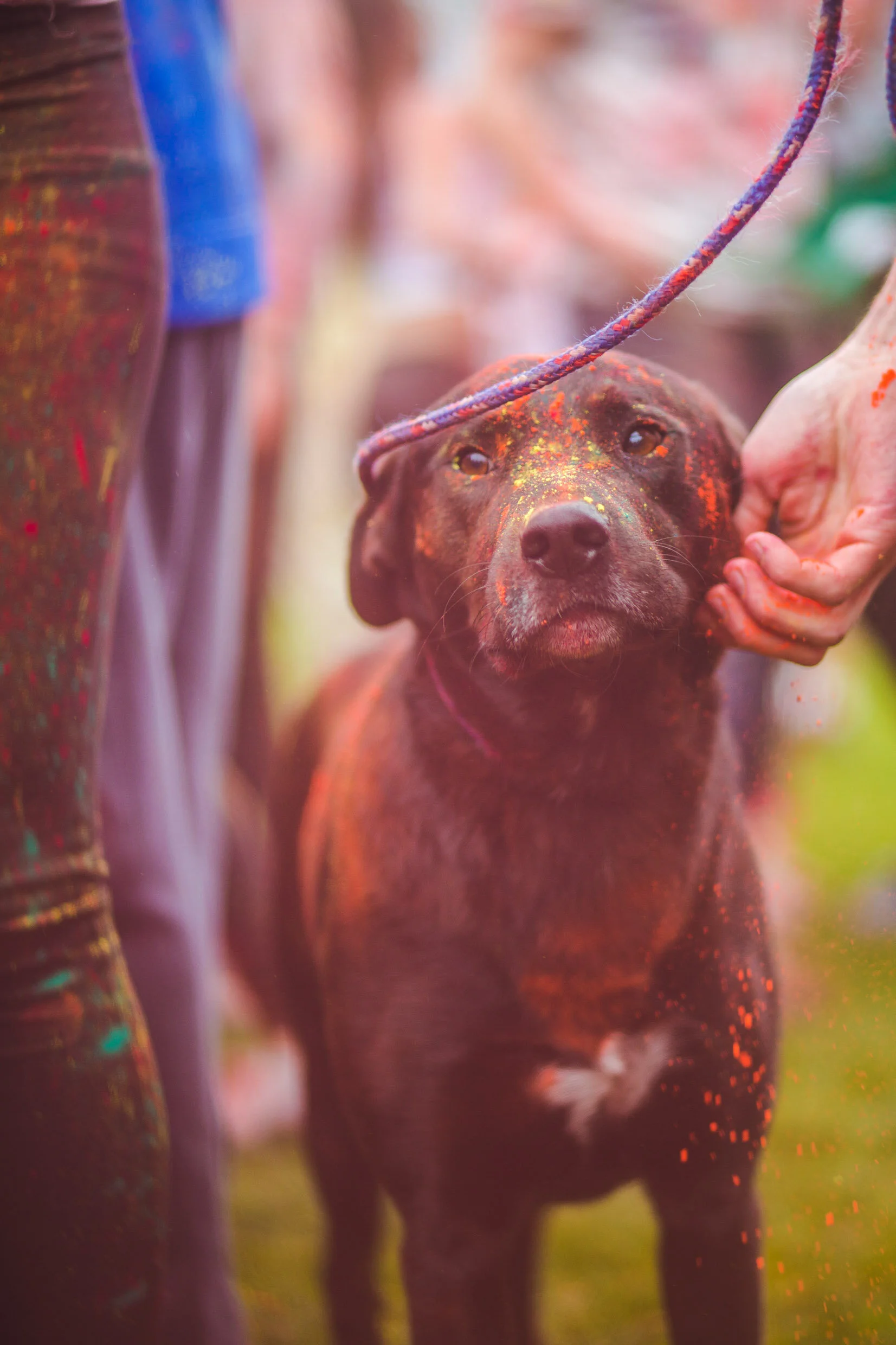 3_Events_Cherihan Photography_Holi_Festiva.jpg