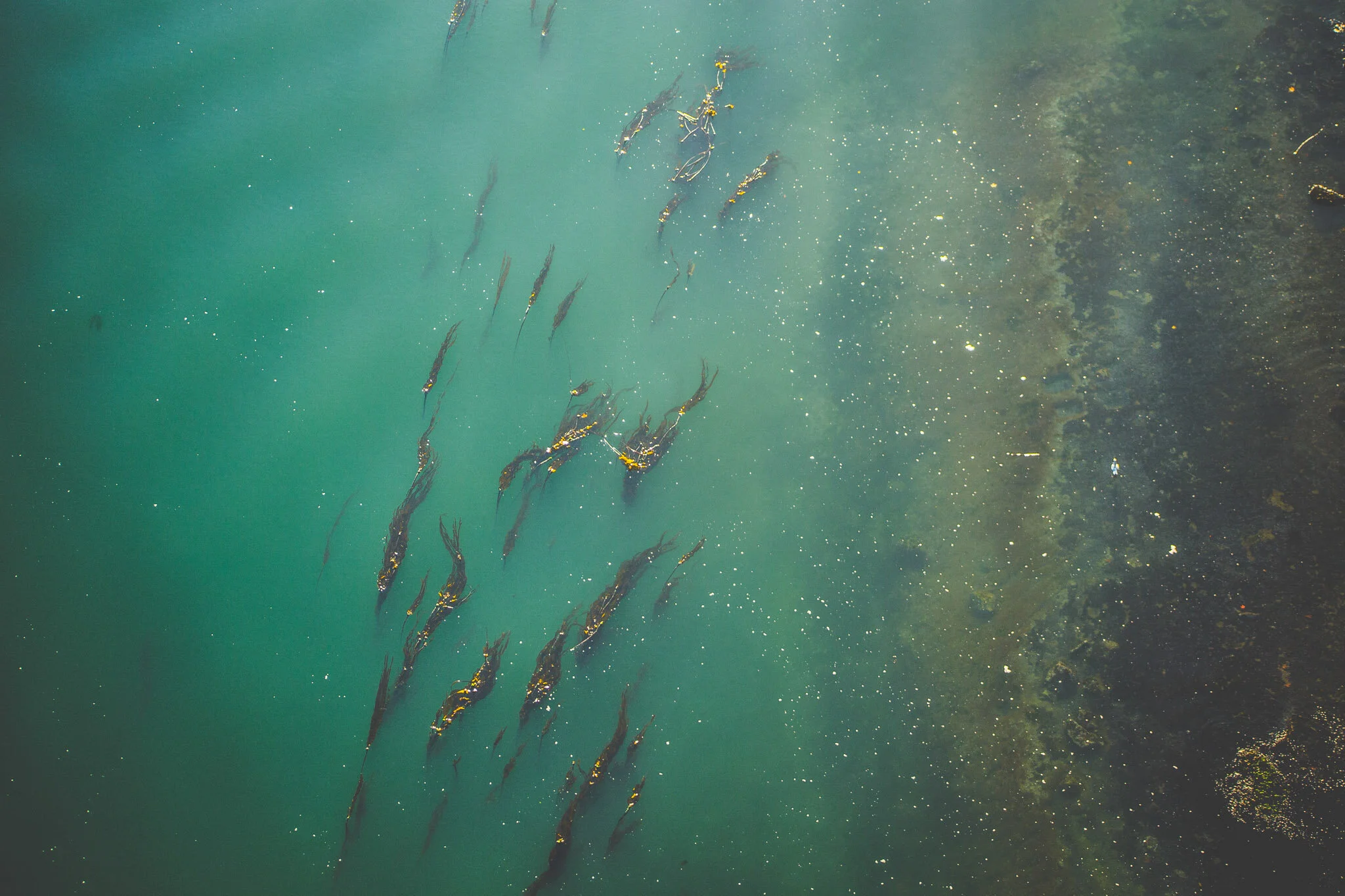 32_Landscape_Cherihan Photography_Vancouver_Stanley_Park_Ocean.jpg