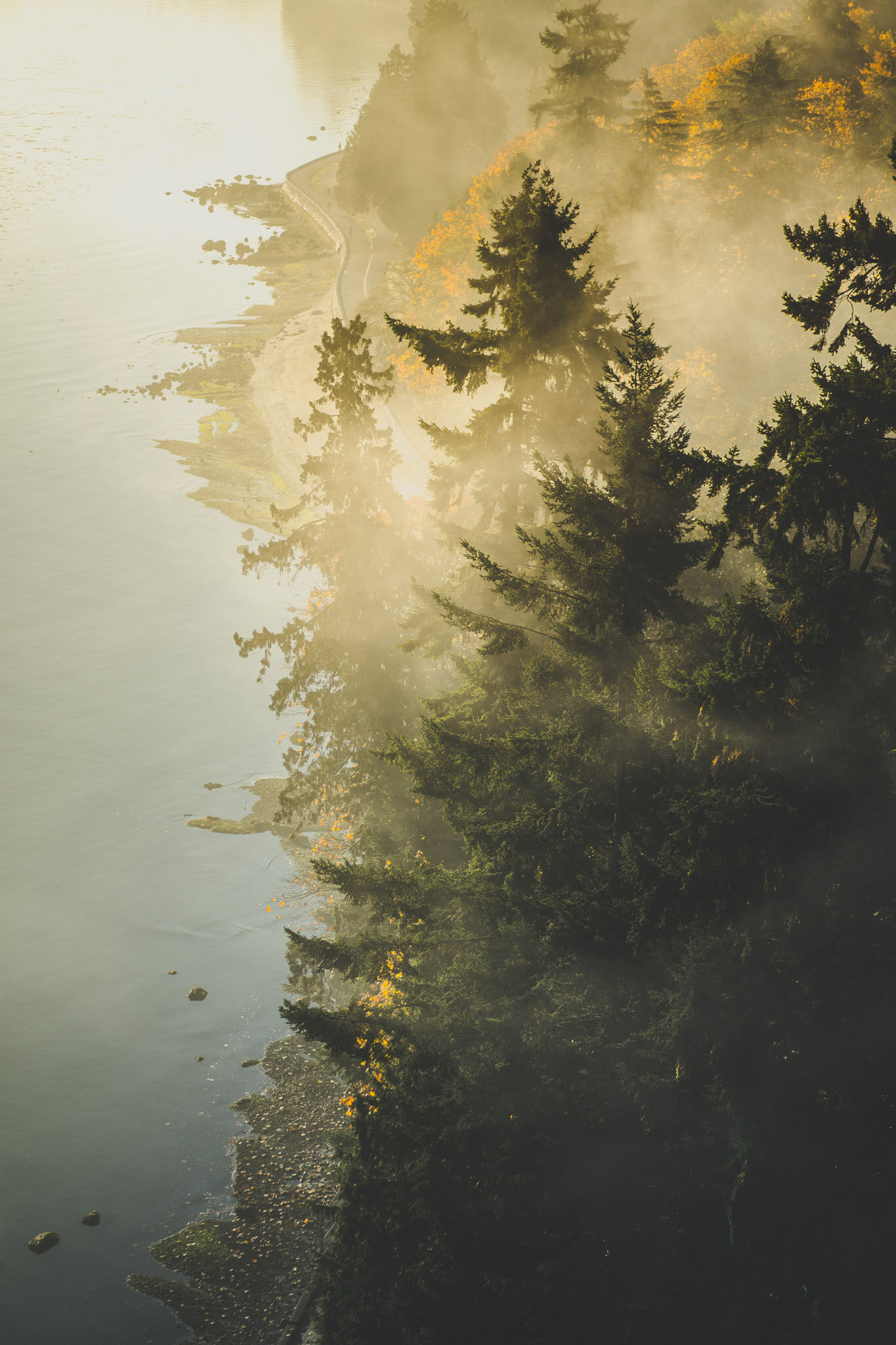 31_Landscape_Cherihan Photography_Vancouver_Stanley_Park_Trees.jpg