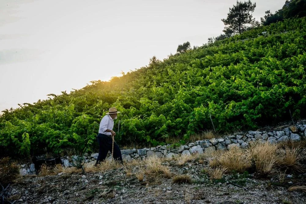 Vinarija KRIŽ - Vinske priče Korčule i Pelješca