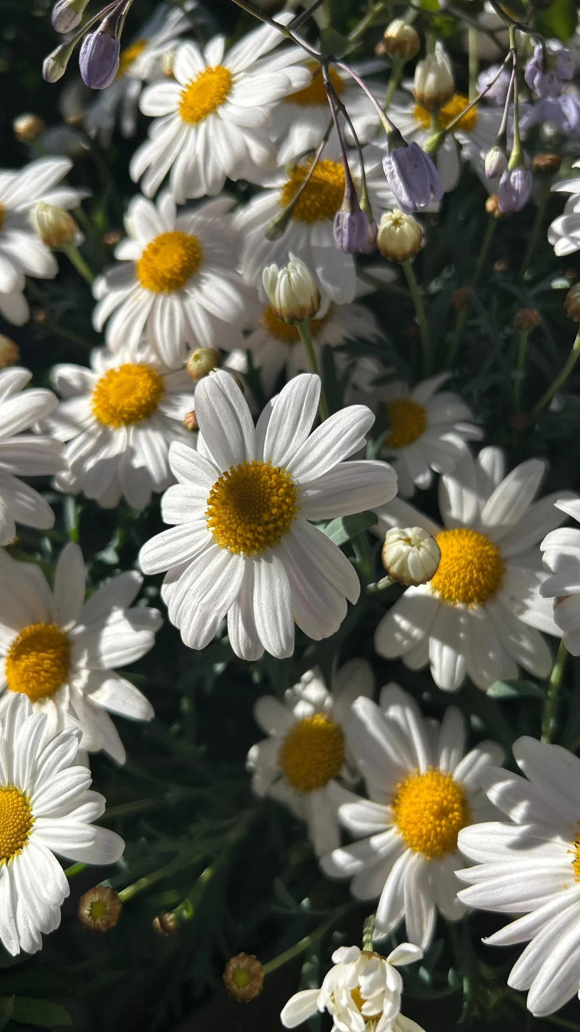 7FFAE1B4-8947-48F7-8CBA-95F233256444 2.JPG