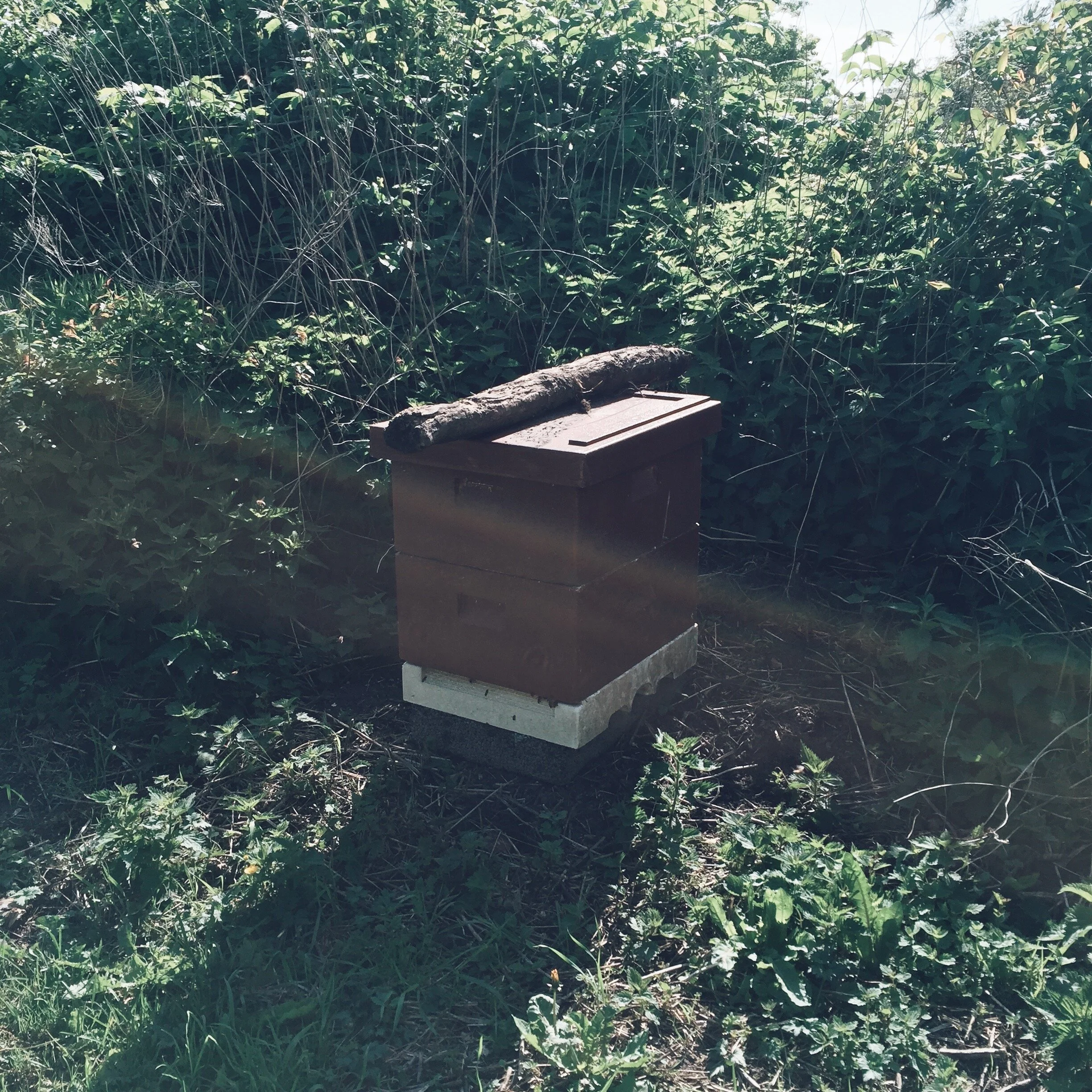 Ingen bier - ingen frugt