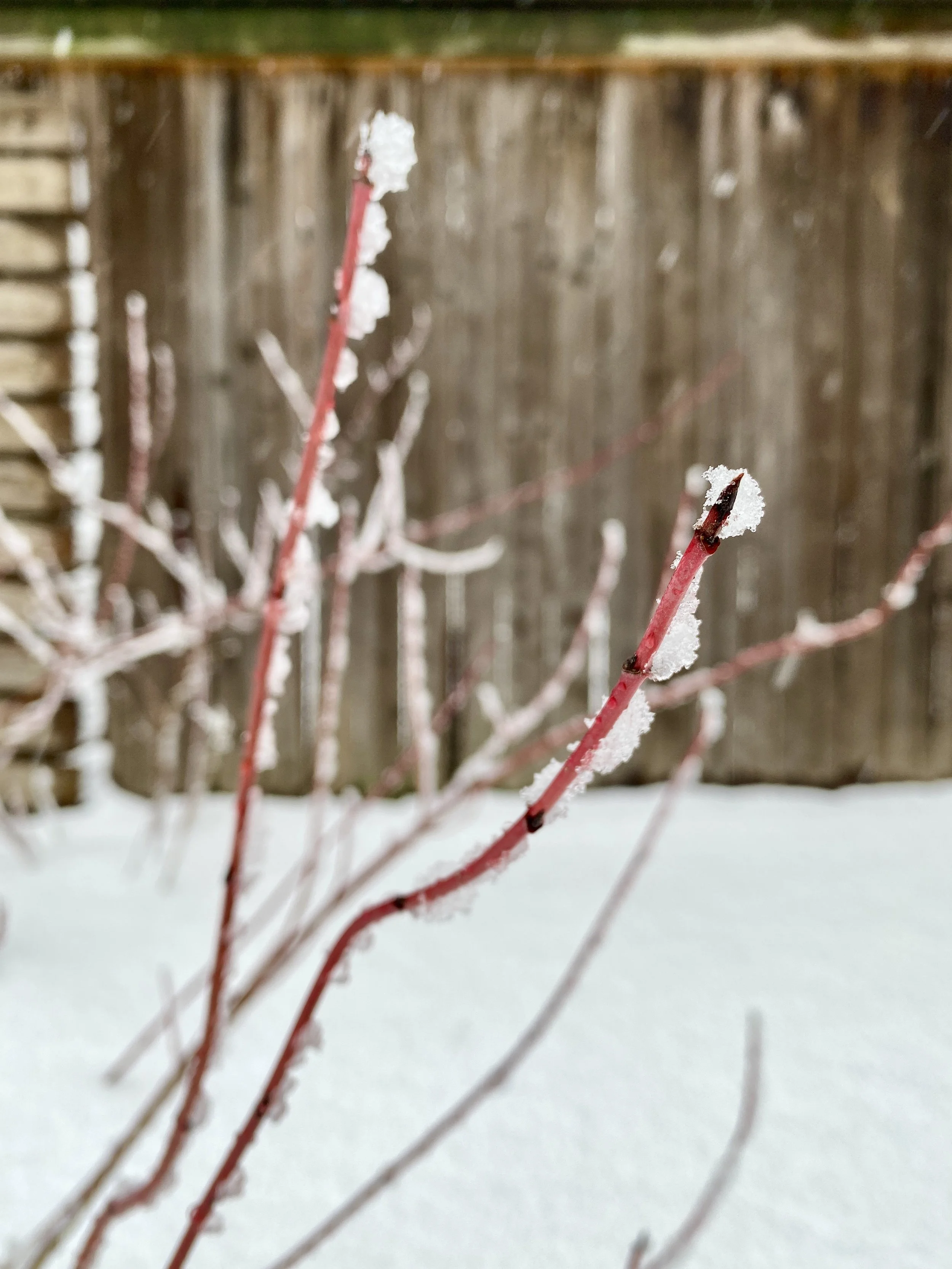 Gwen'den'en niyo'enno'den' (Red Osier Dogwood)