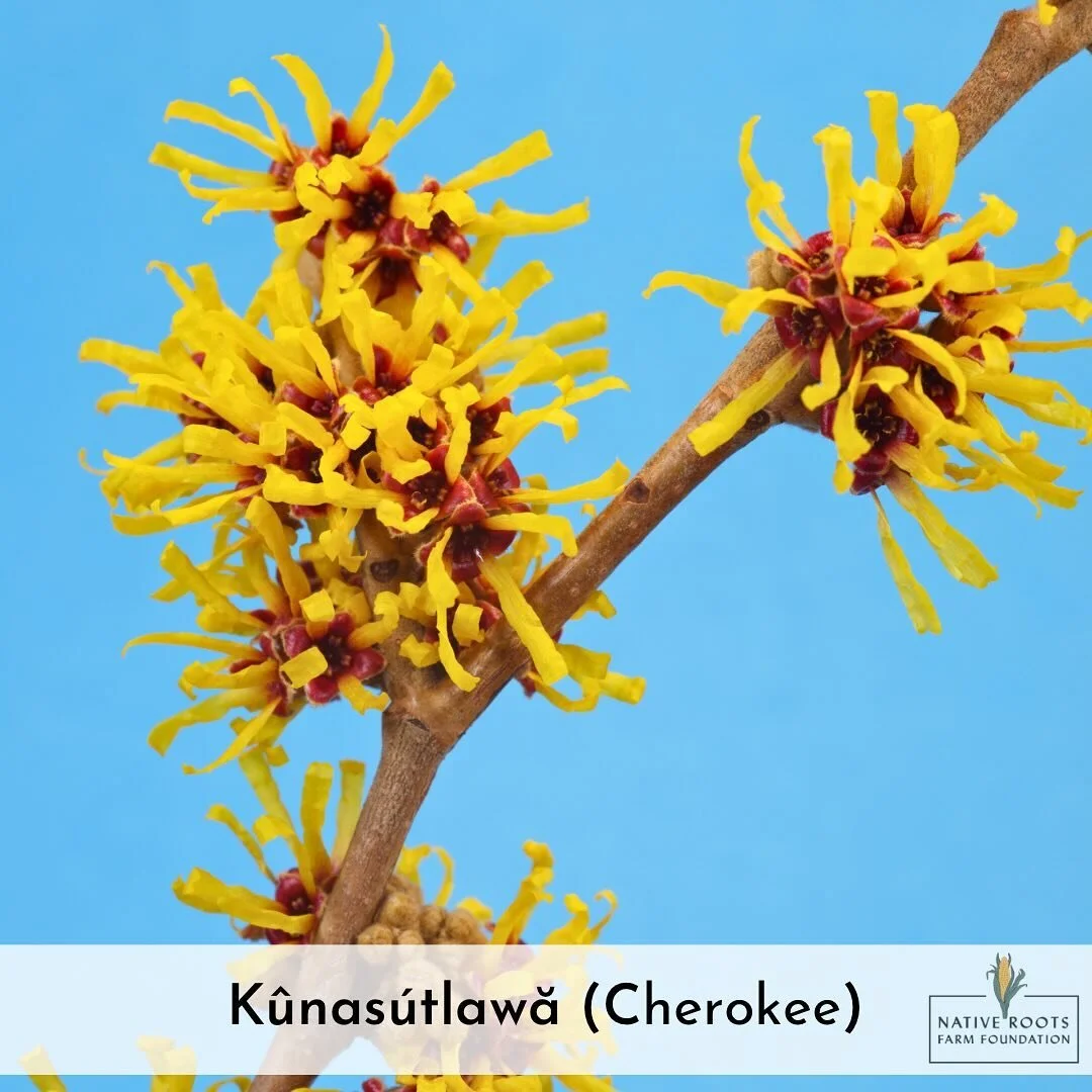 2023 Programs Events Native Roots Farm Foundation 2023-programs-events-native-roots-farm-foundation