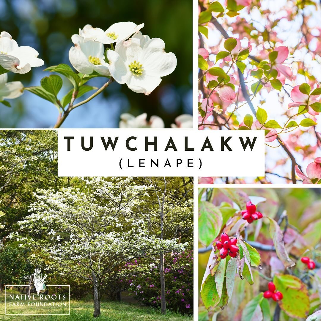 This Arbor Day, celebrate Tuwchalakw (Lenape for Flowering Dogwood) with us! This flowering tree is blossoming throughout the Eastern US, and these are also places Indigenous communities have had long relationships with this plant. Tuwchalakw has bee