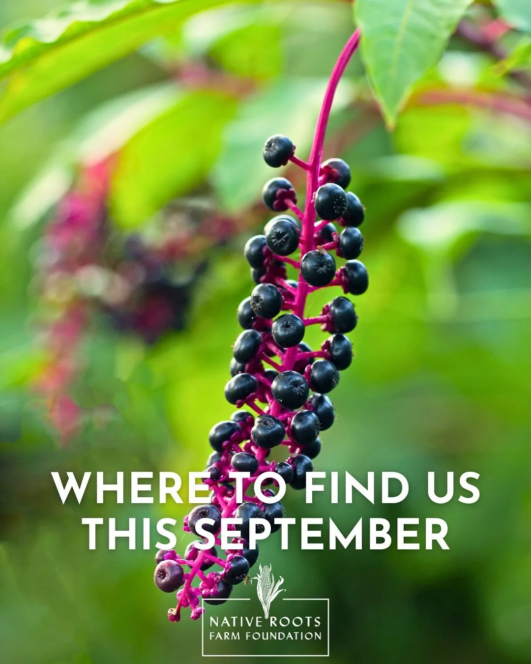 Did you miss us? It&rsquo;s powwow and programming season and we can&rsquo;t wait to see you!

Mark your calendar, friends, for events in Lower Delaware and Brooklyn, NY:

☀️ September 6 and 7: the Nanticoke Indian Powwow at Hudson Fields in Milton, 