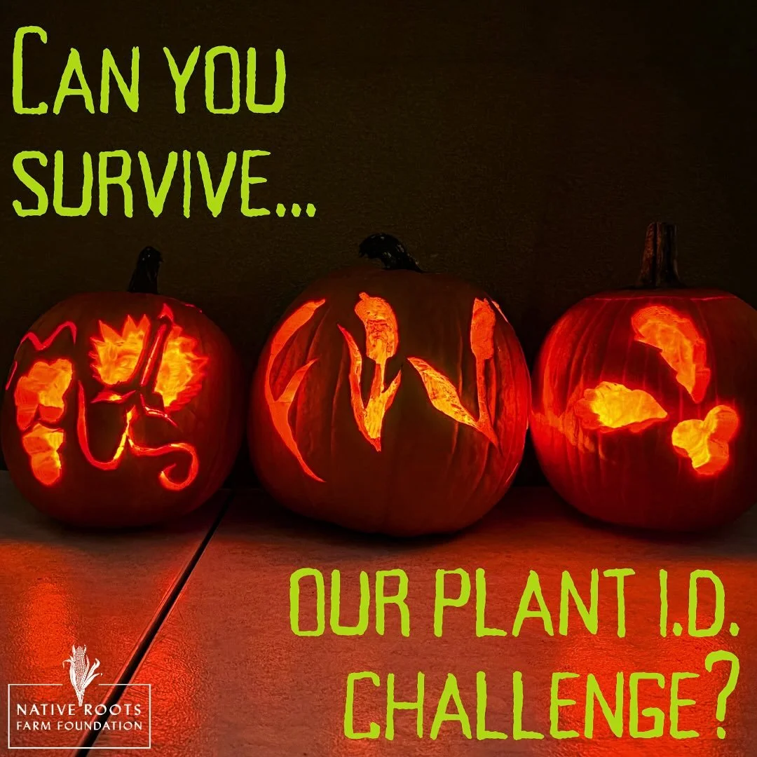 Are you ready for a native plant identification challenge &ndash; Halloween edition?! 🎃

Maybe you can recognize these distinctive plants out in the wild, but can you ID them in pumpkin form? 👀🧐Swipe through and make your guesses (hint: they&rsquo