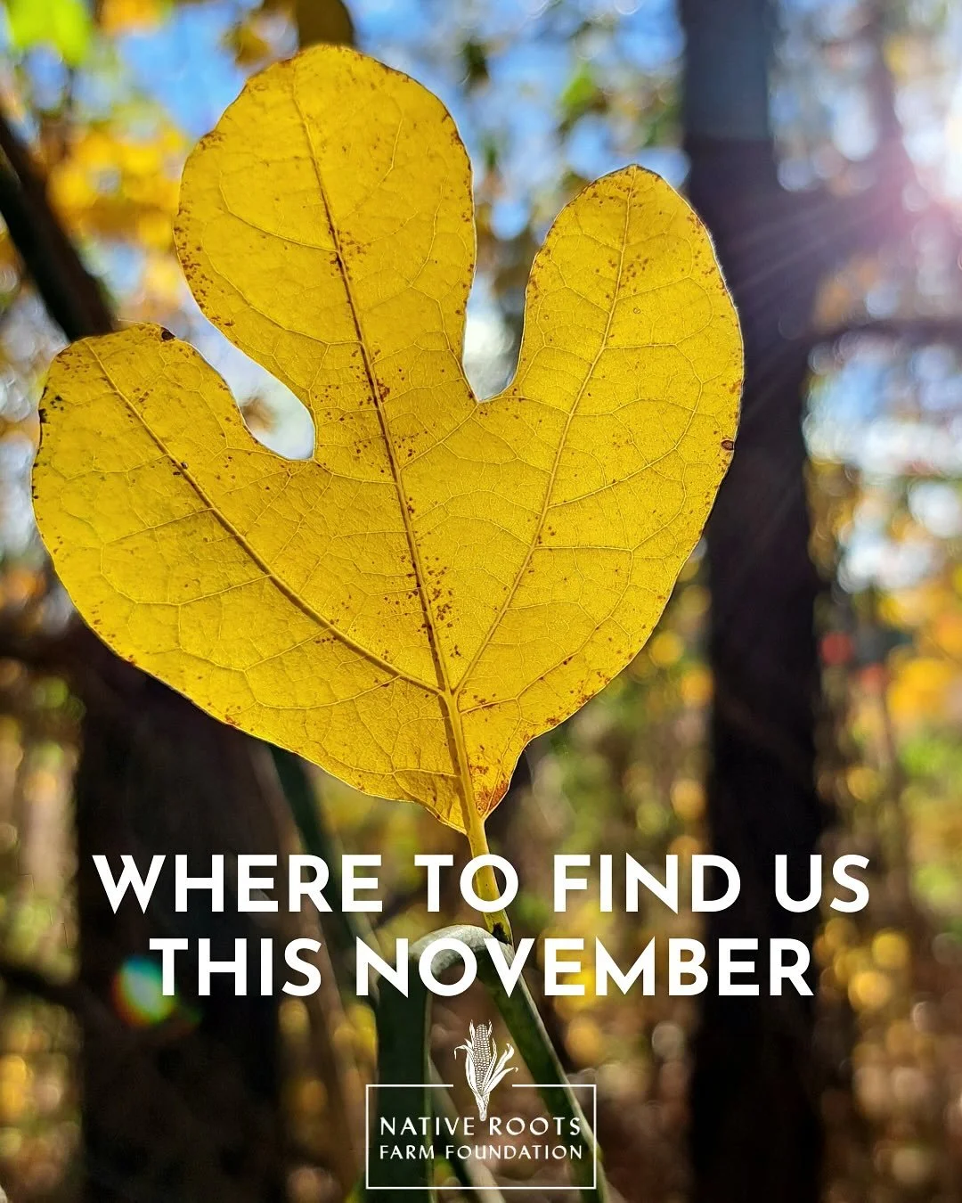 We&rsquo;re making the most of these beautiful Fall days and getting ready for a busy Native American Heritage Month. Can&rsquo;t wait to see you for hands-on learning, community building, and fun! 

🌱November 9: Join NRFF and @experimentalfarmnetwo