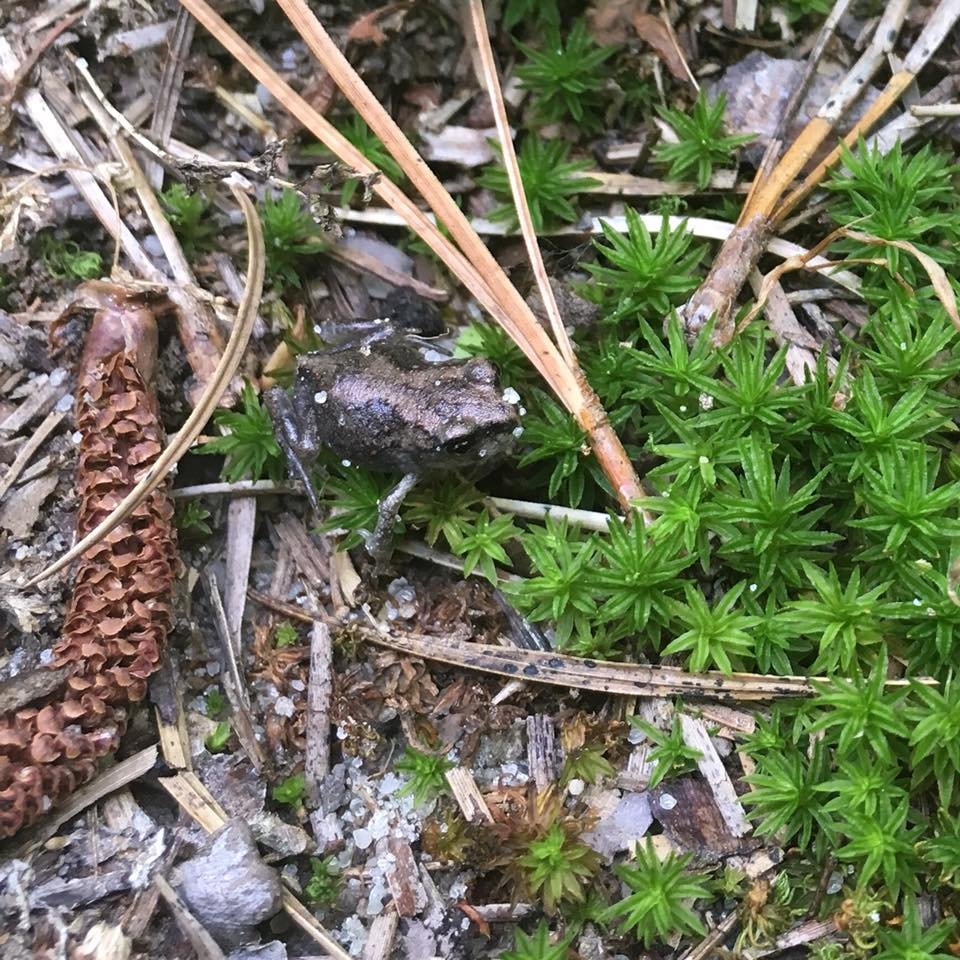 frog.jpg