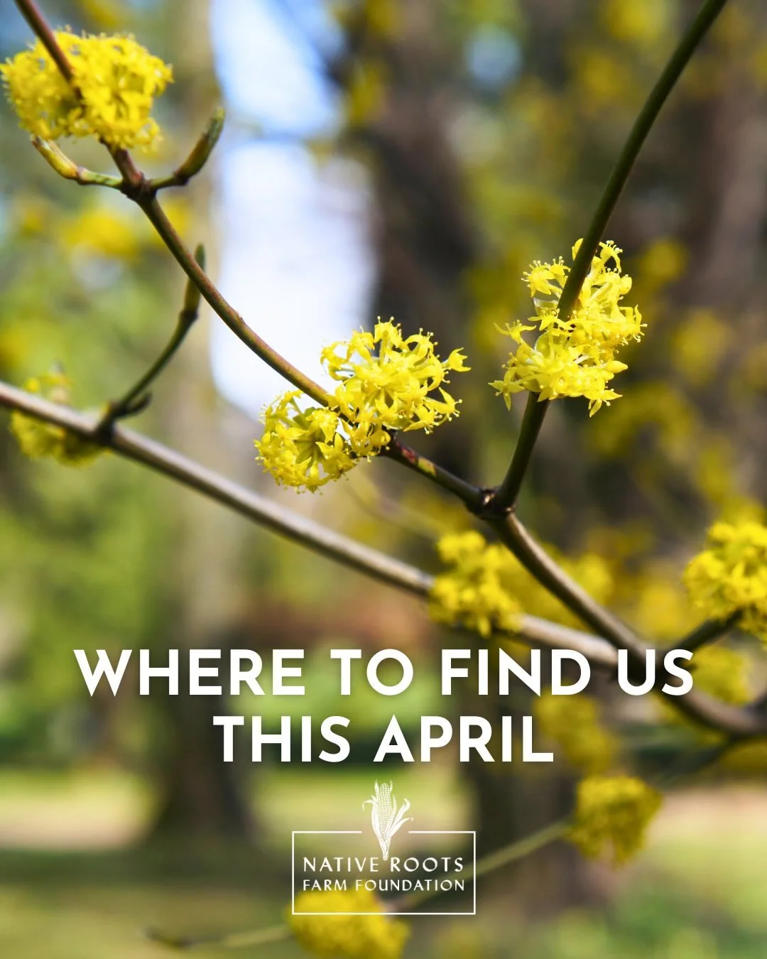 It&rsquo;s time for our first powwow of the season! 

Join us at the @delartmuseum this Saturday, April 11th for the 5th Annual Powwow of Arts and Culture. 

From 11am-4pm, we&rsquo;ll be celebrating Indigenous cultures, our relationships with native