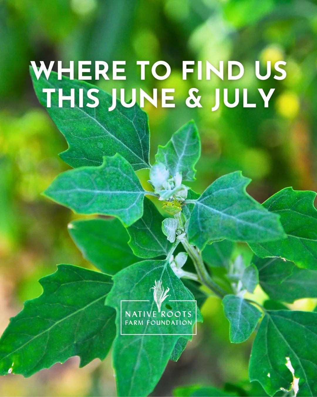 Sunny Spring and Summer days mean that there are many opportunities to engage with NRFF over the coming weeks! We can&rsquo;t wait to see you and connect 😁

*PROGRAMS &amp; EVENTS*
June 2nd: Aholkw&euml;sichik (Lenape for beloved ones), our collabor