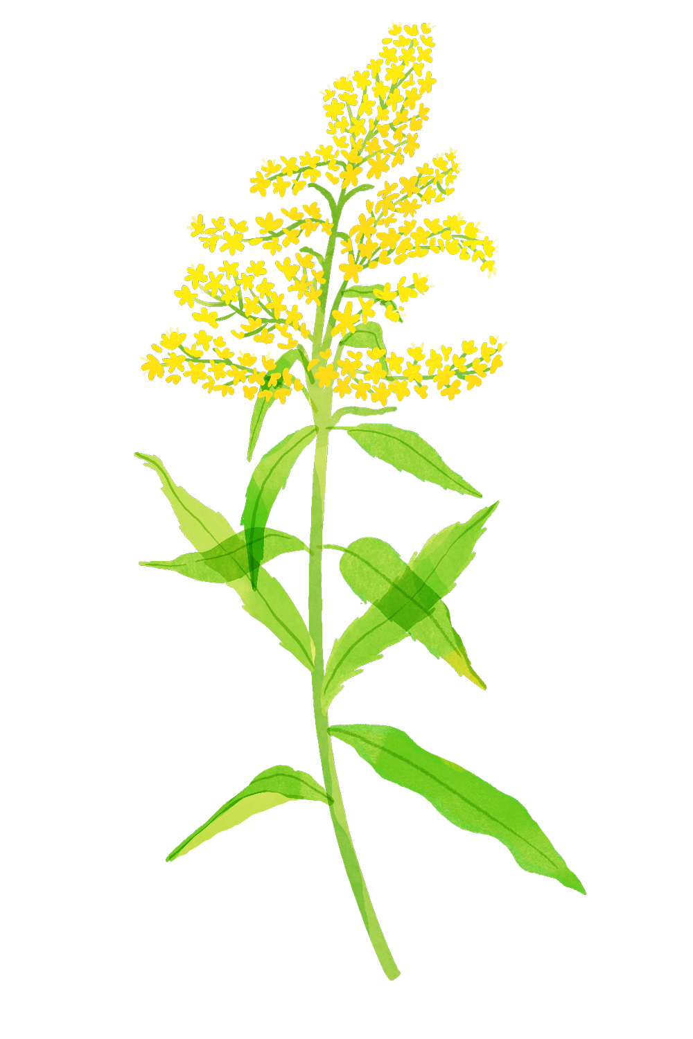 Goldenrod Root Rope Goldenrod | Native Roots Farm Foundation
