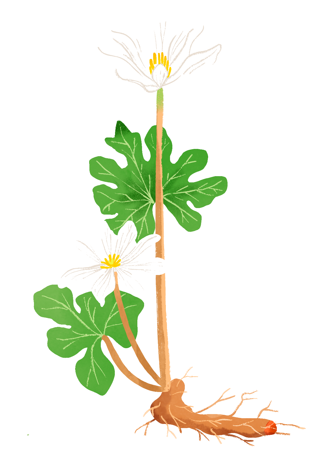Bloodroot | Native Roots Farm Foundation