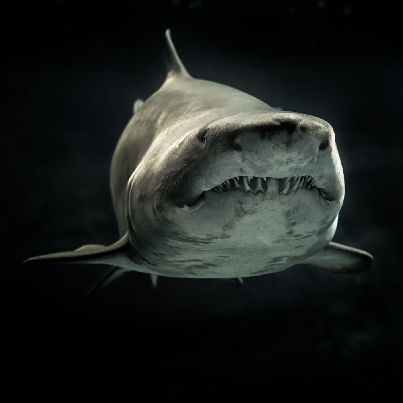 Shark.jpg