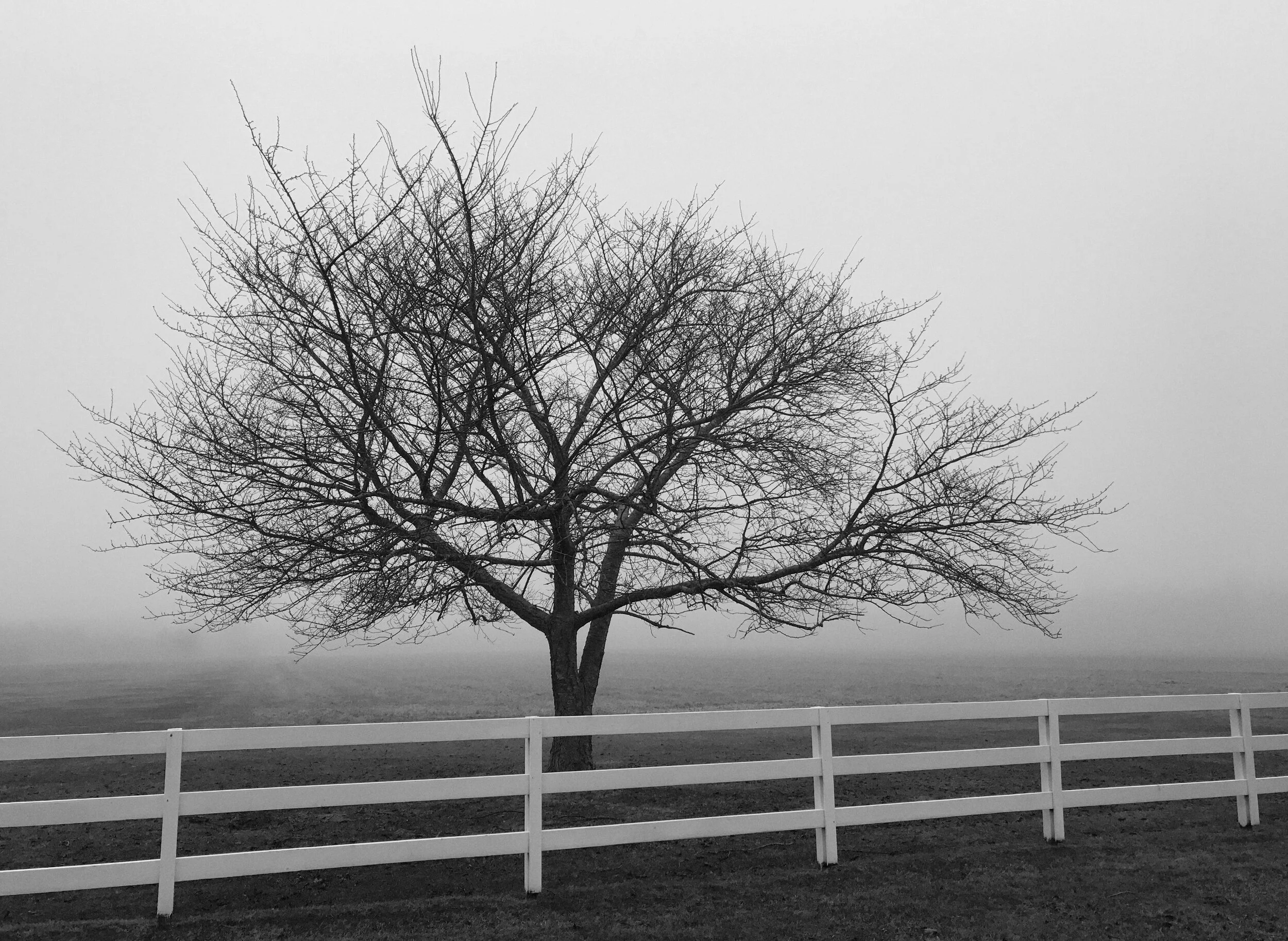 Tree in Fog