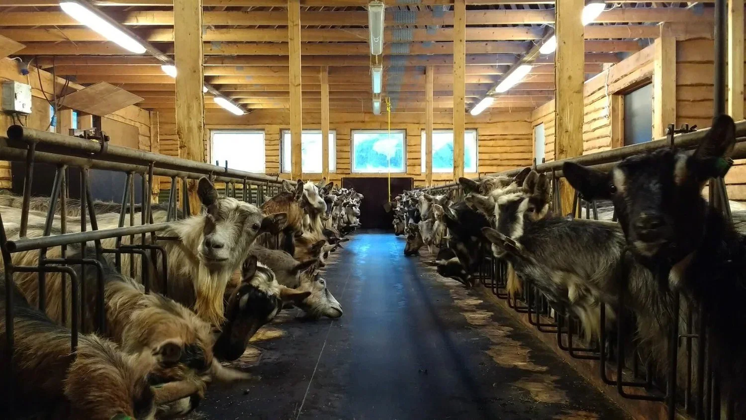 Geitemjølking på Hole gard