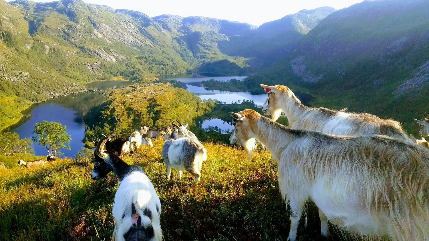 Opplev stølslivet på ein ekte geitestøl!