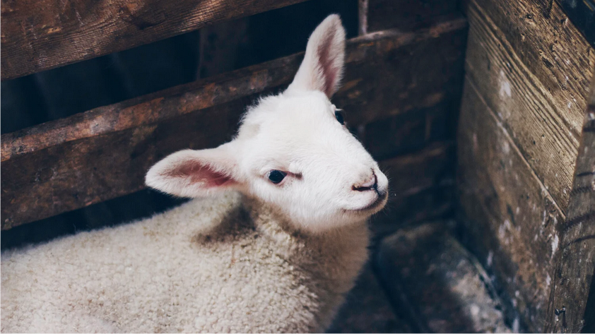 Osterøy Ysteri/ Kløppena gard