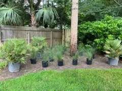 Build - Buhi Landscape.jpg