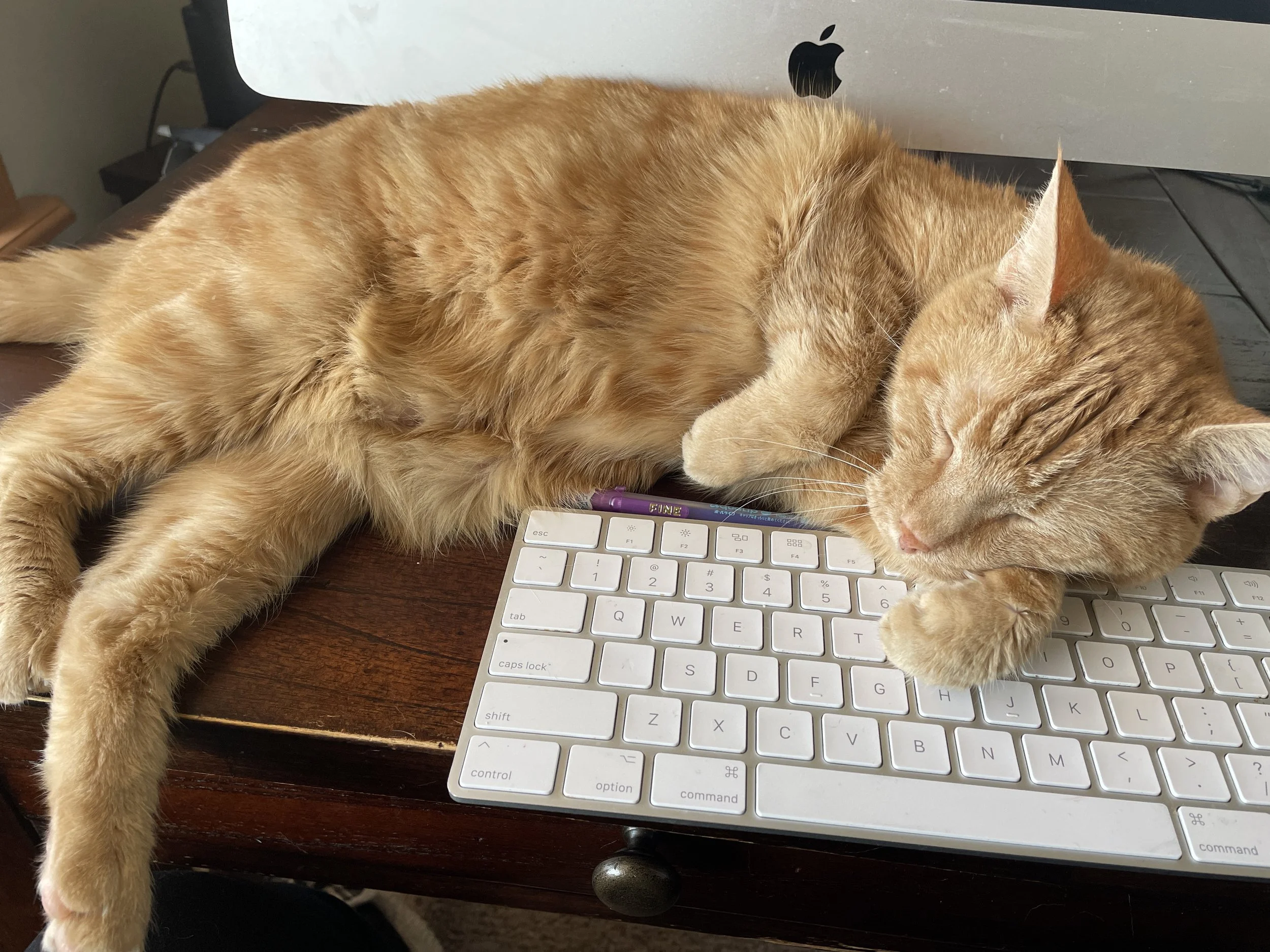 Sh*tty Sunday, or Life with Mango