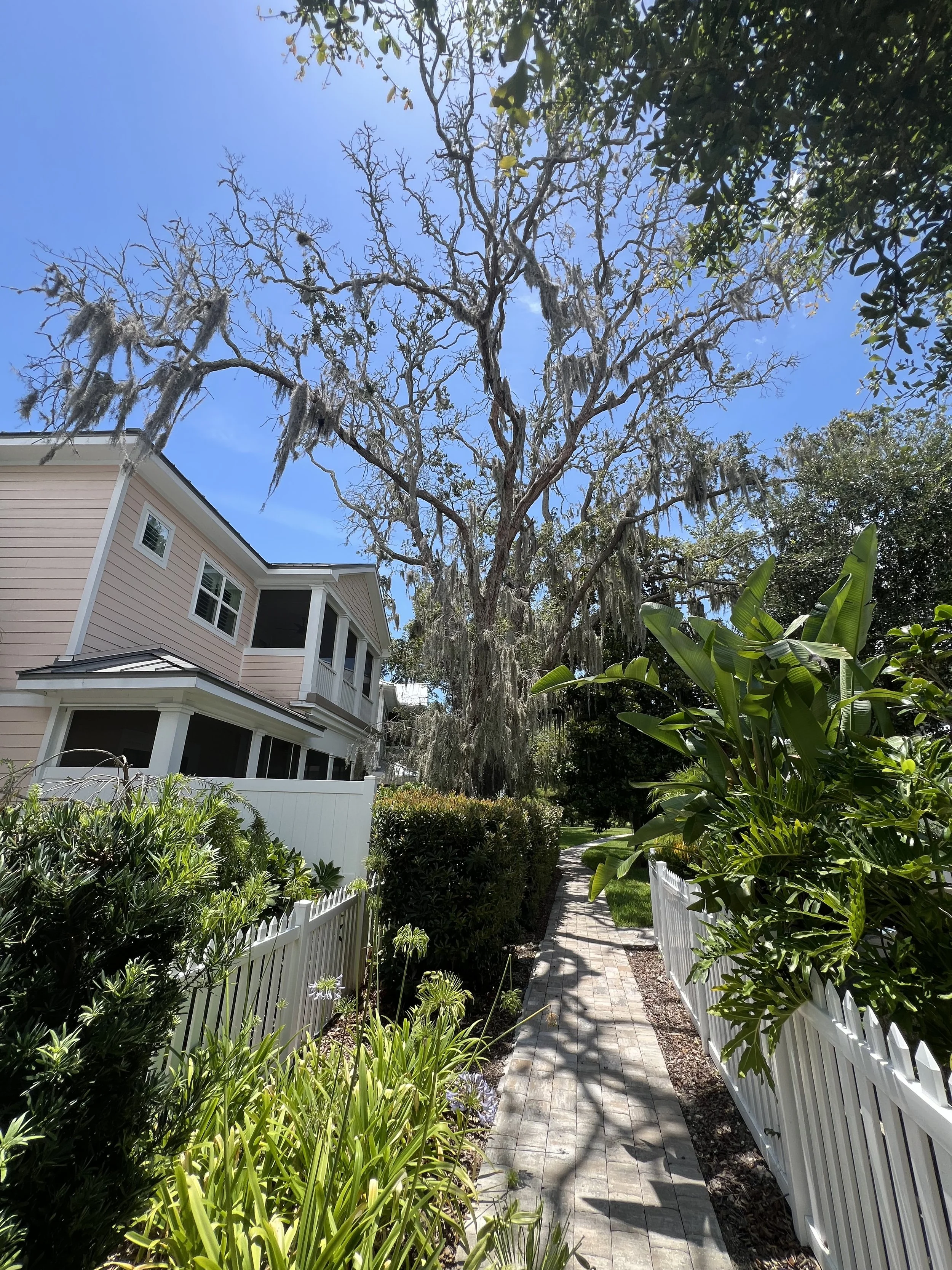 Tree Risk or Health1.JPG