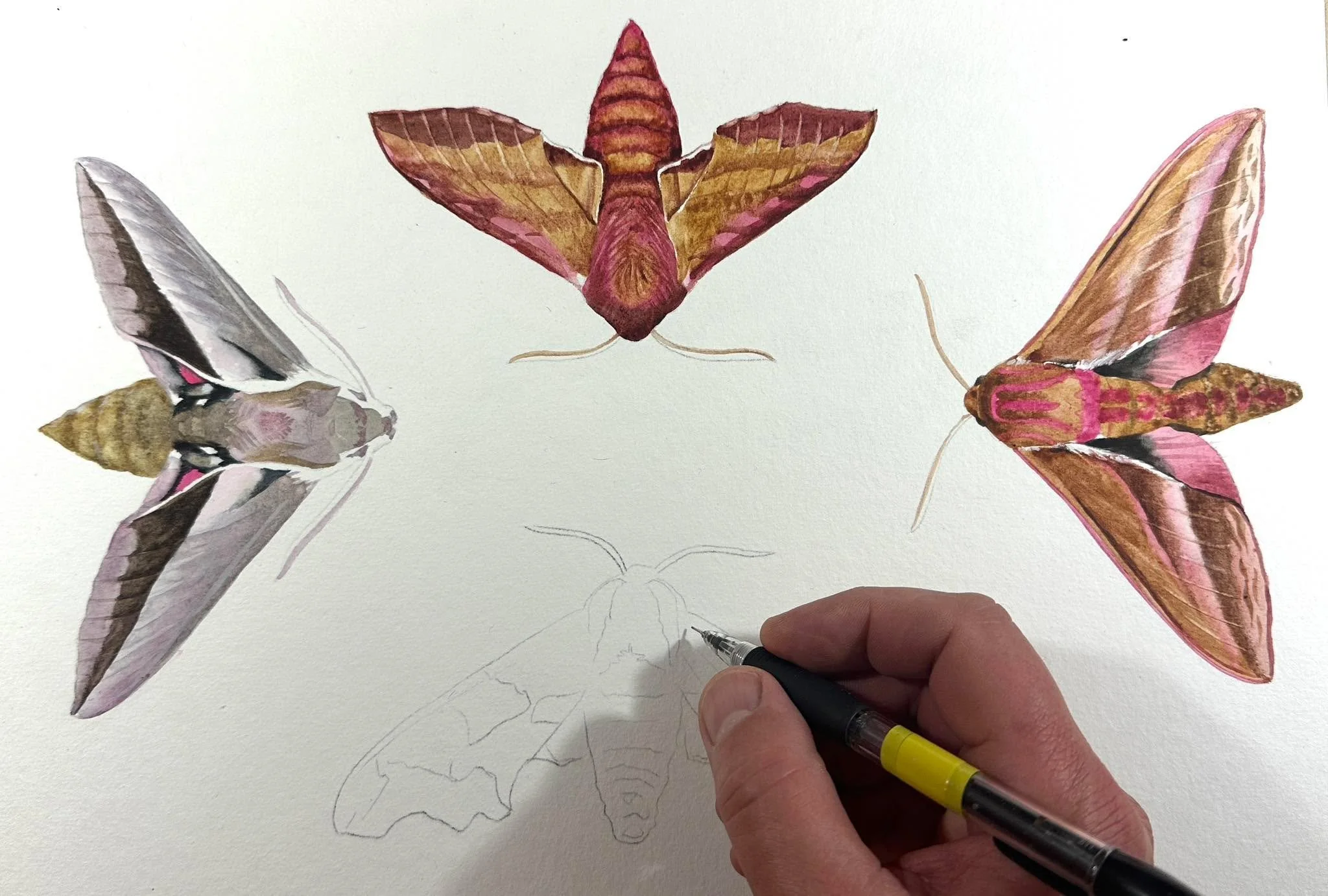 On remet les boosters sur les papillons&hellip;