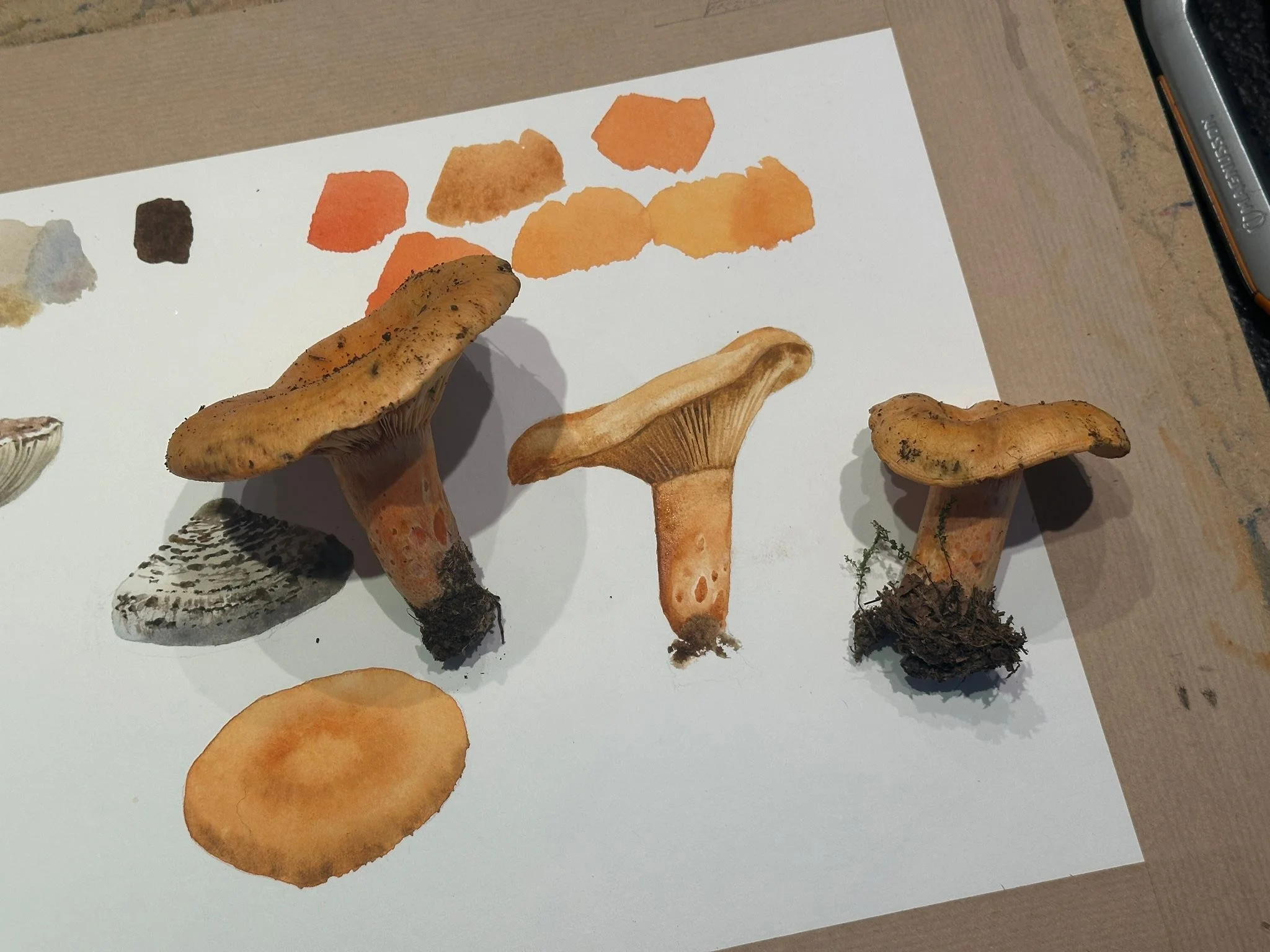 Hier, &eacute;tudes documentaires de champignons