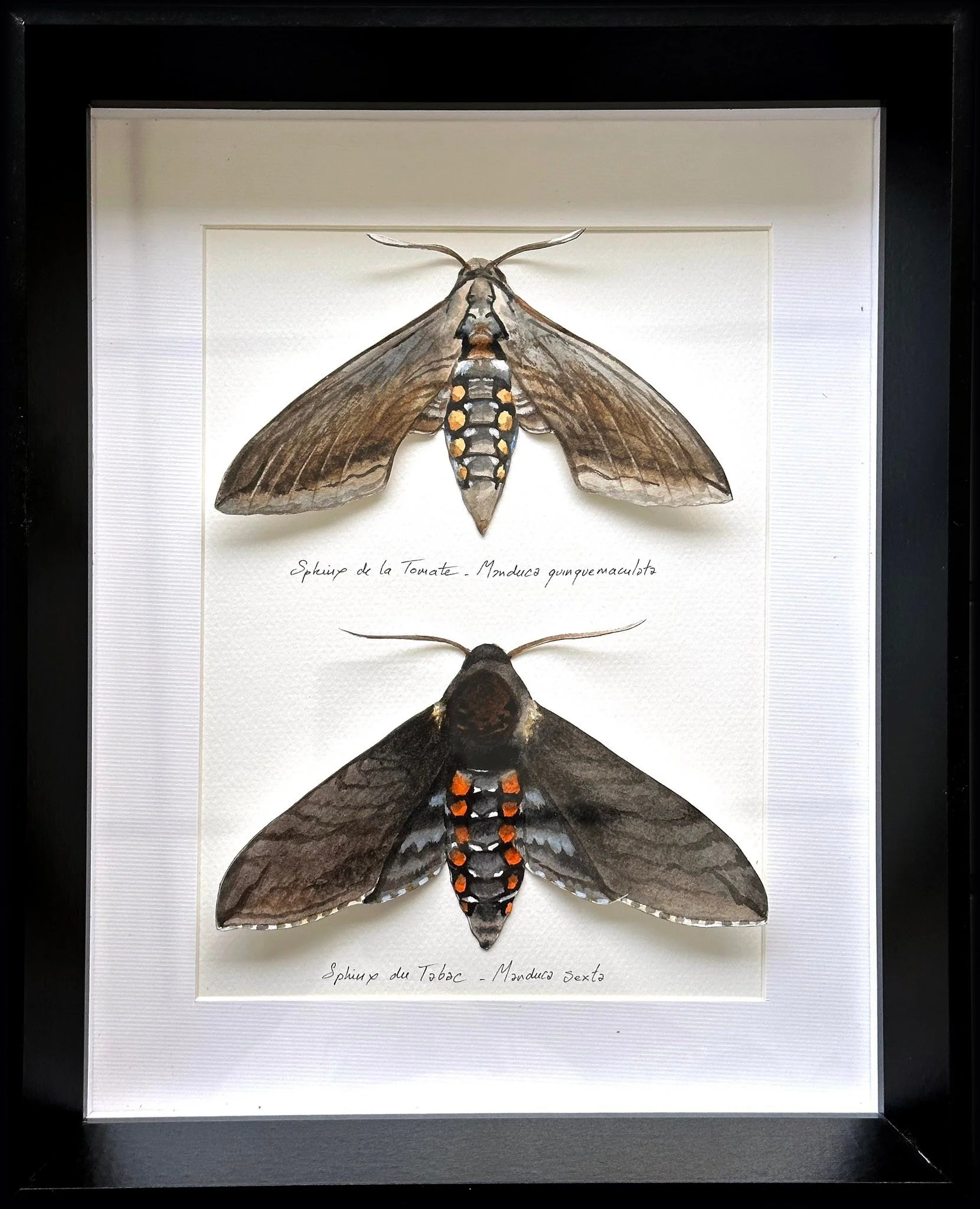 Deux Sphinx que vous ne trouverez pas en France mais au USA