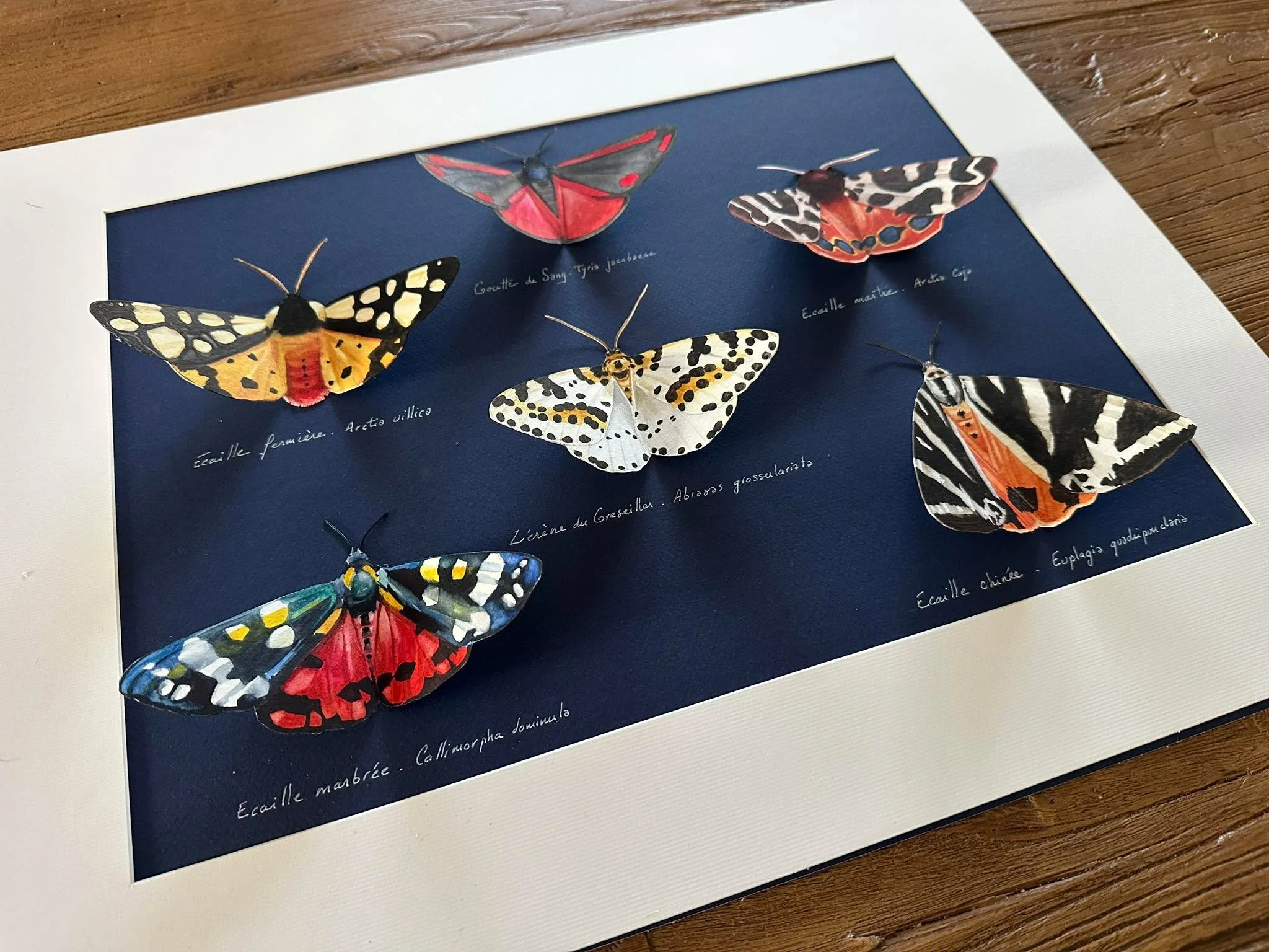 Une s&eacute;rie de papillons atypiques qui m&rsquo;a donn&eacute; beaucoup de plaisir &agrave; la r&eacute;alisation. Et oui, ces petites bestioles sont de chez nous.