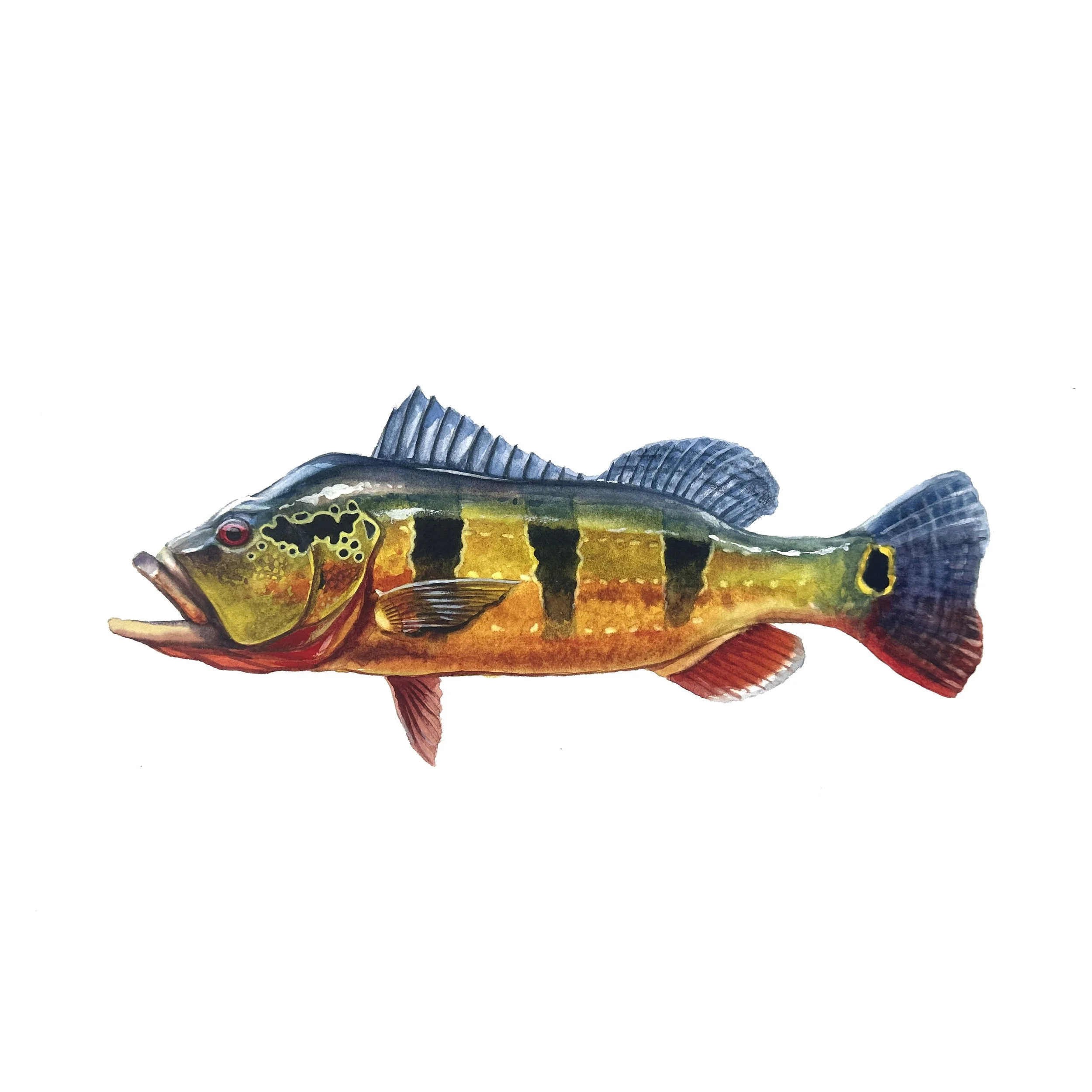 PeacockBass-1.jpg