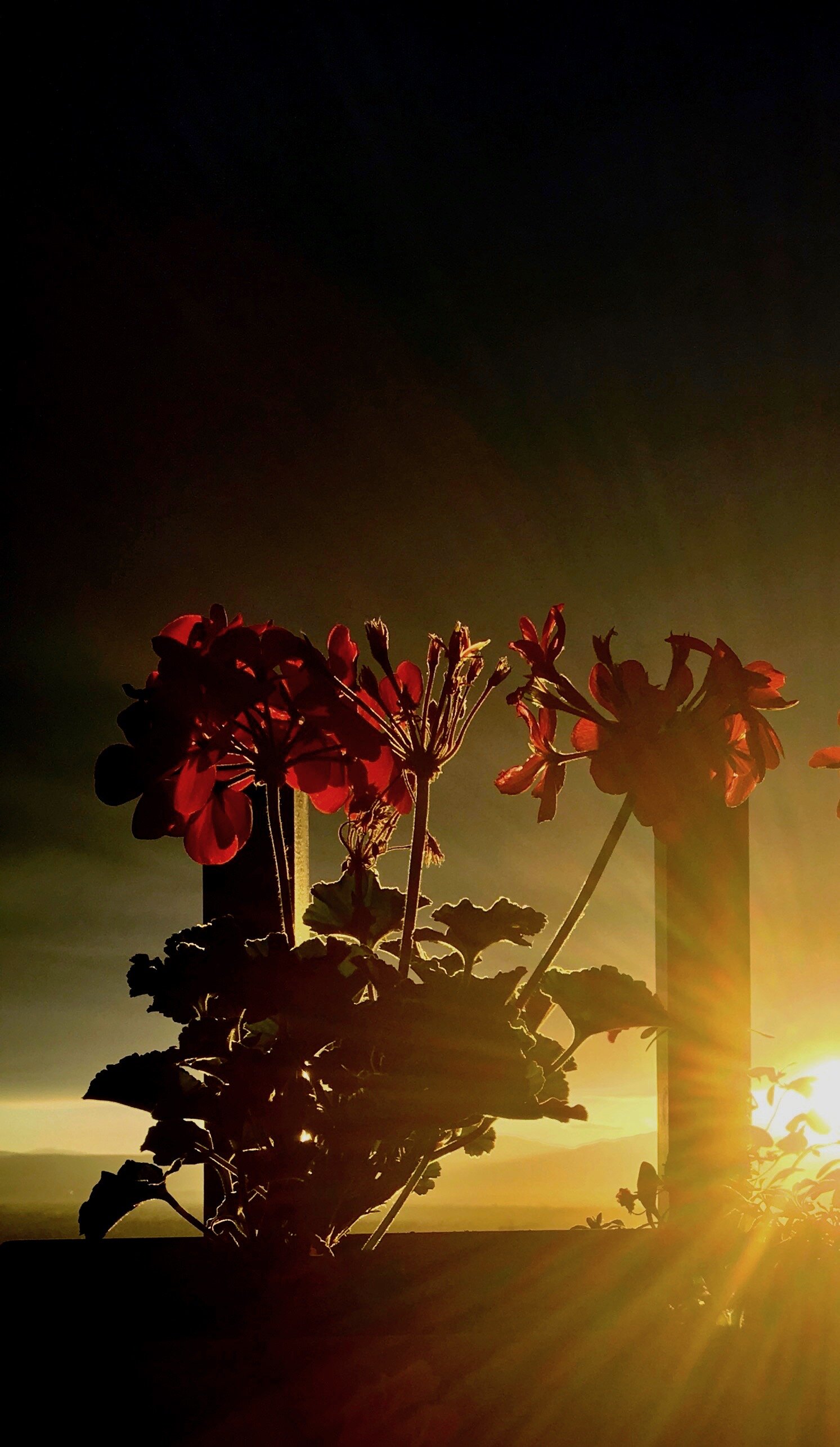 Geraniums at Sunset