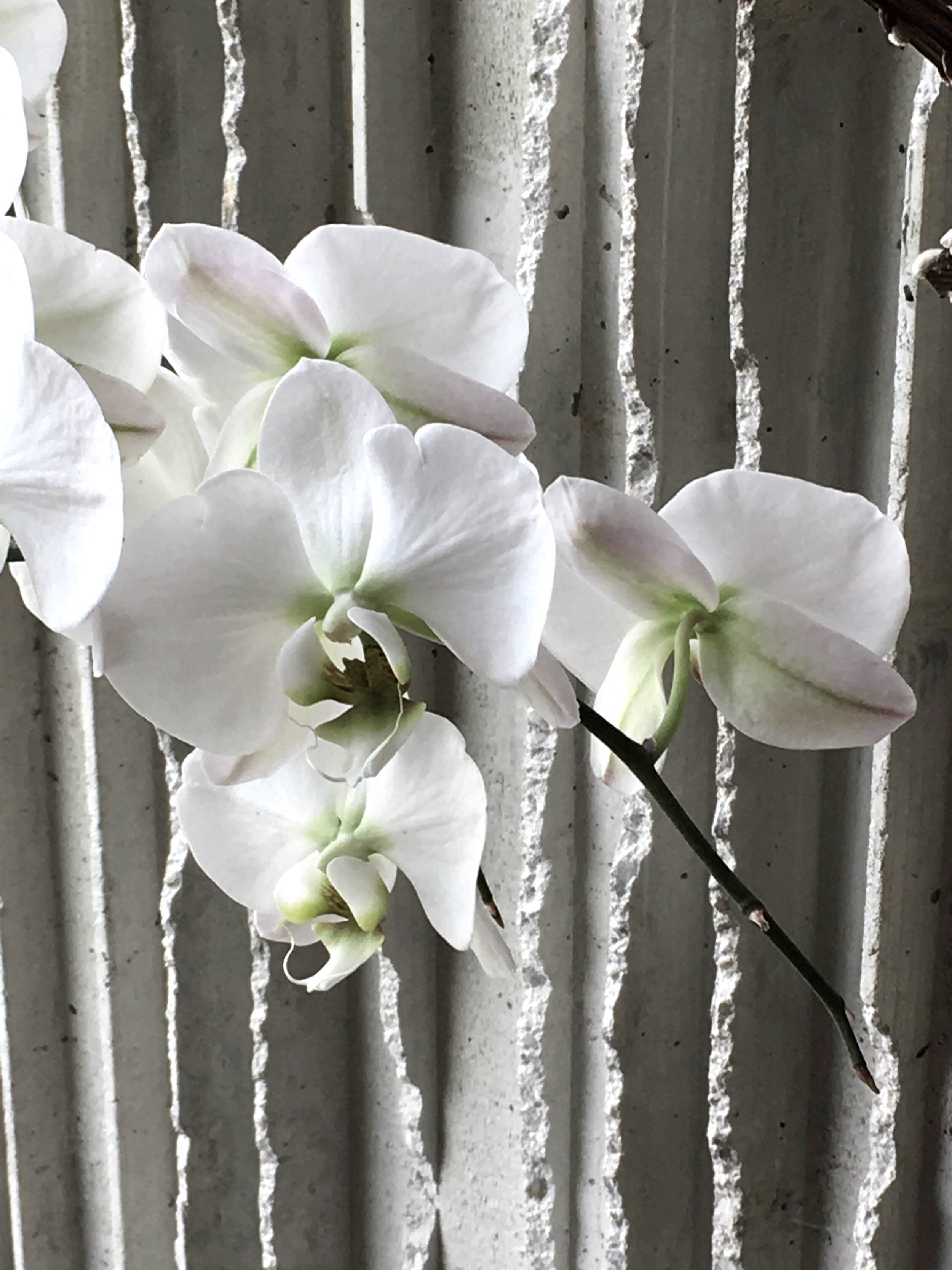 White Orchids