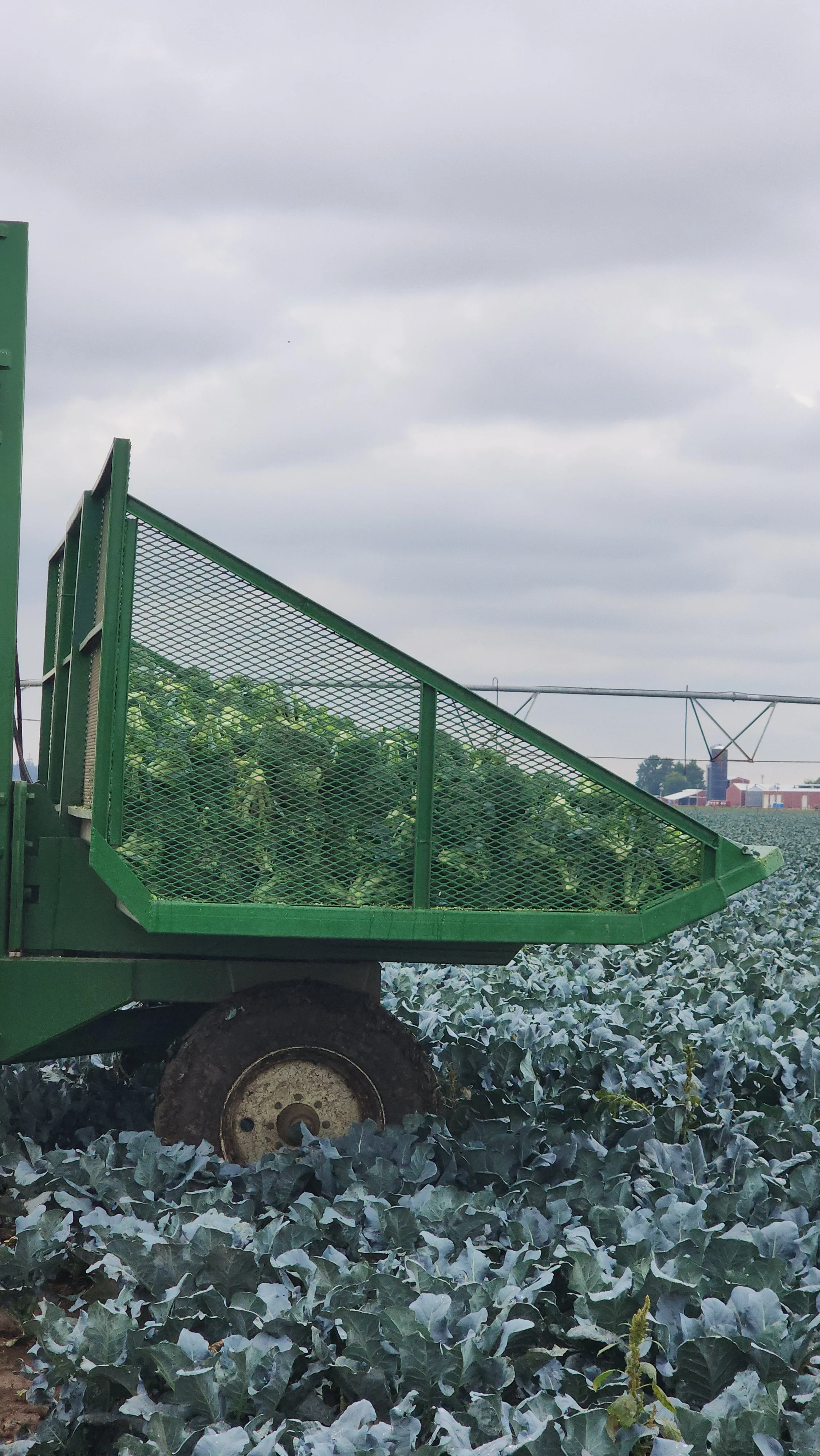 A green tractor attachment harvesting leafy green vegetables in a farm field under a cloudy sky.