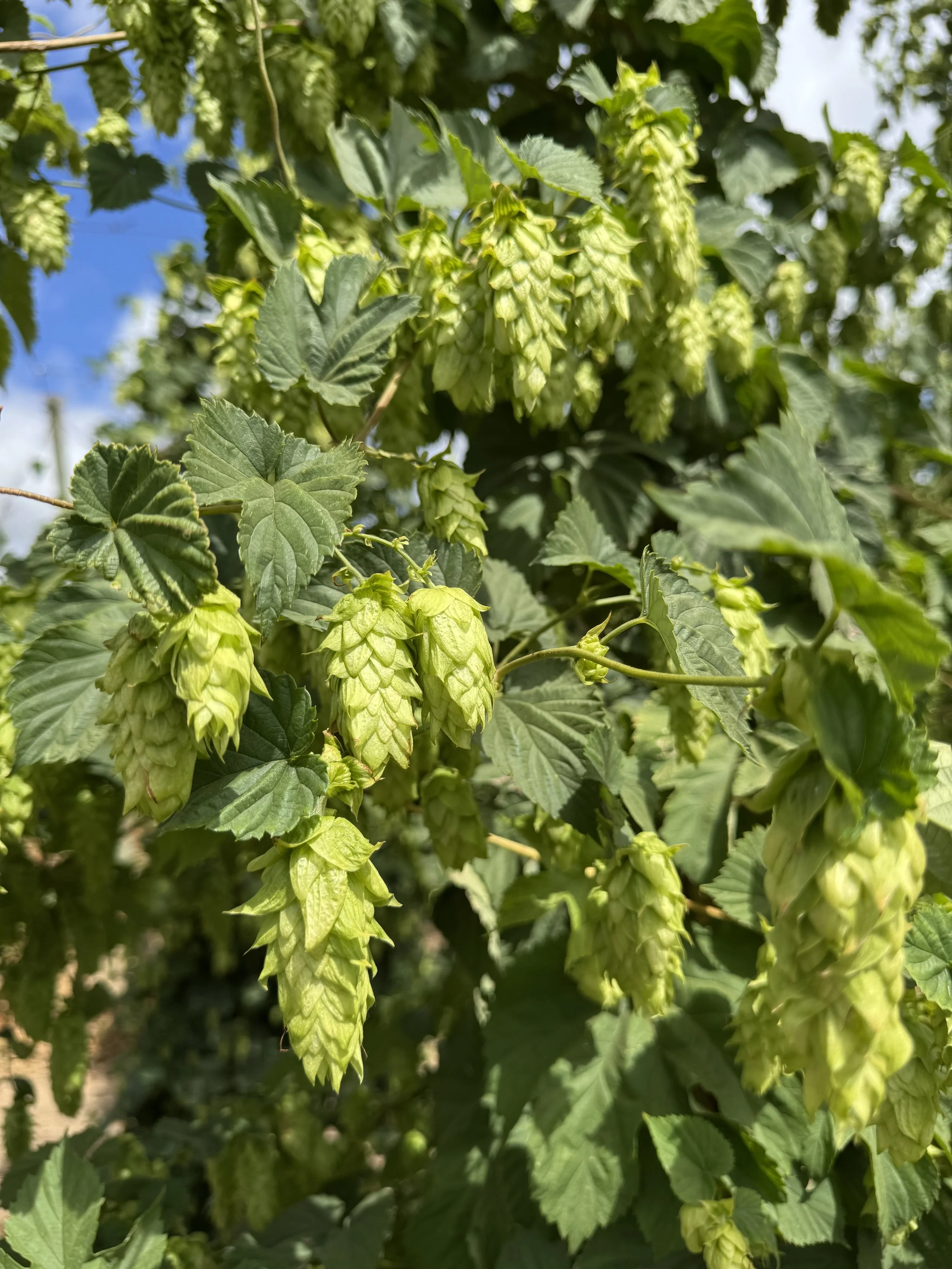Close-up of green hop cones hanging from a vine with large green leaves, outdoors on a sunny day.