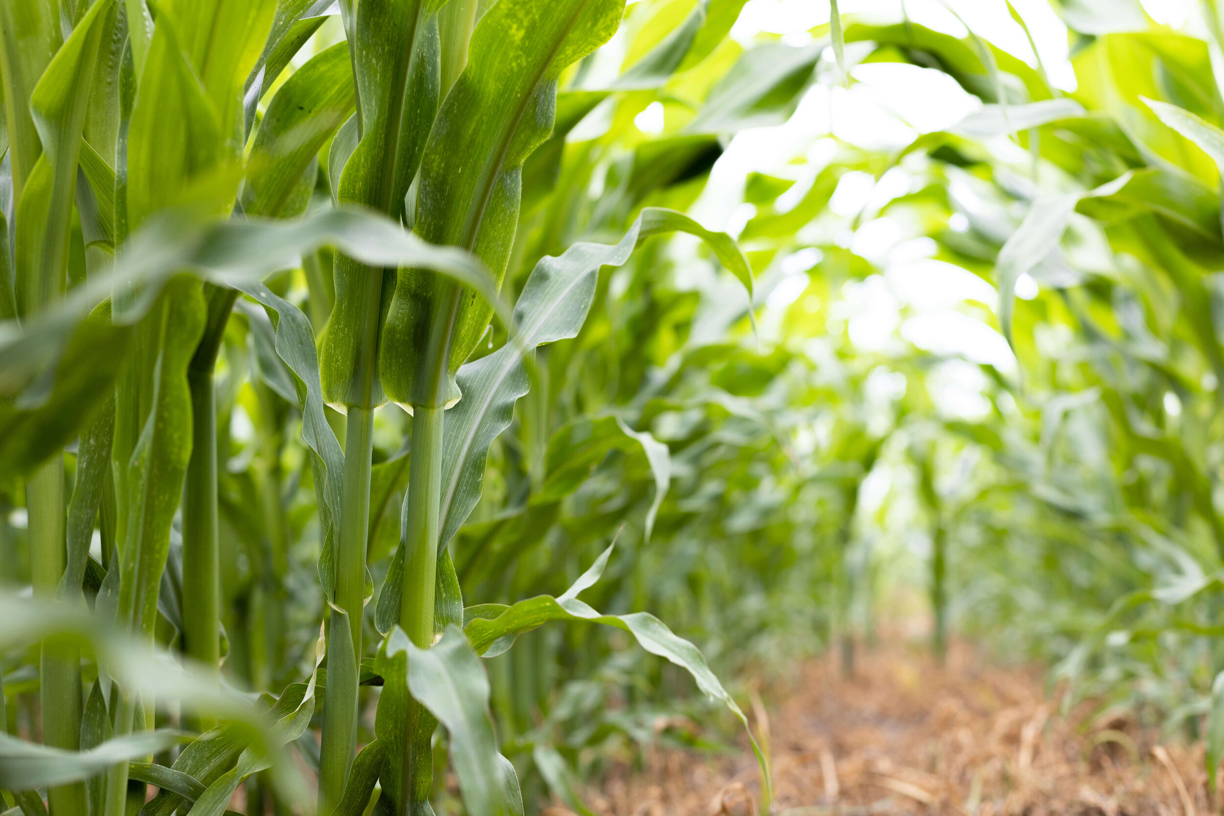 Coleman Agriculture corn farming