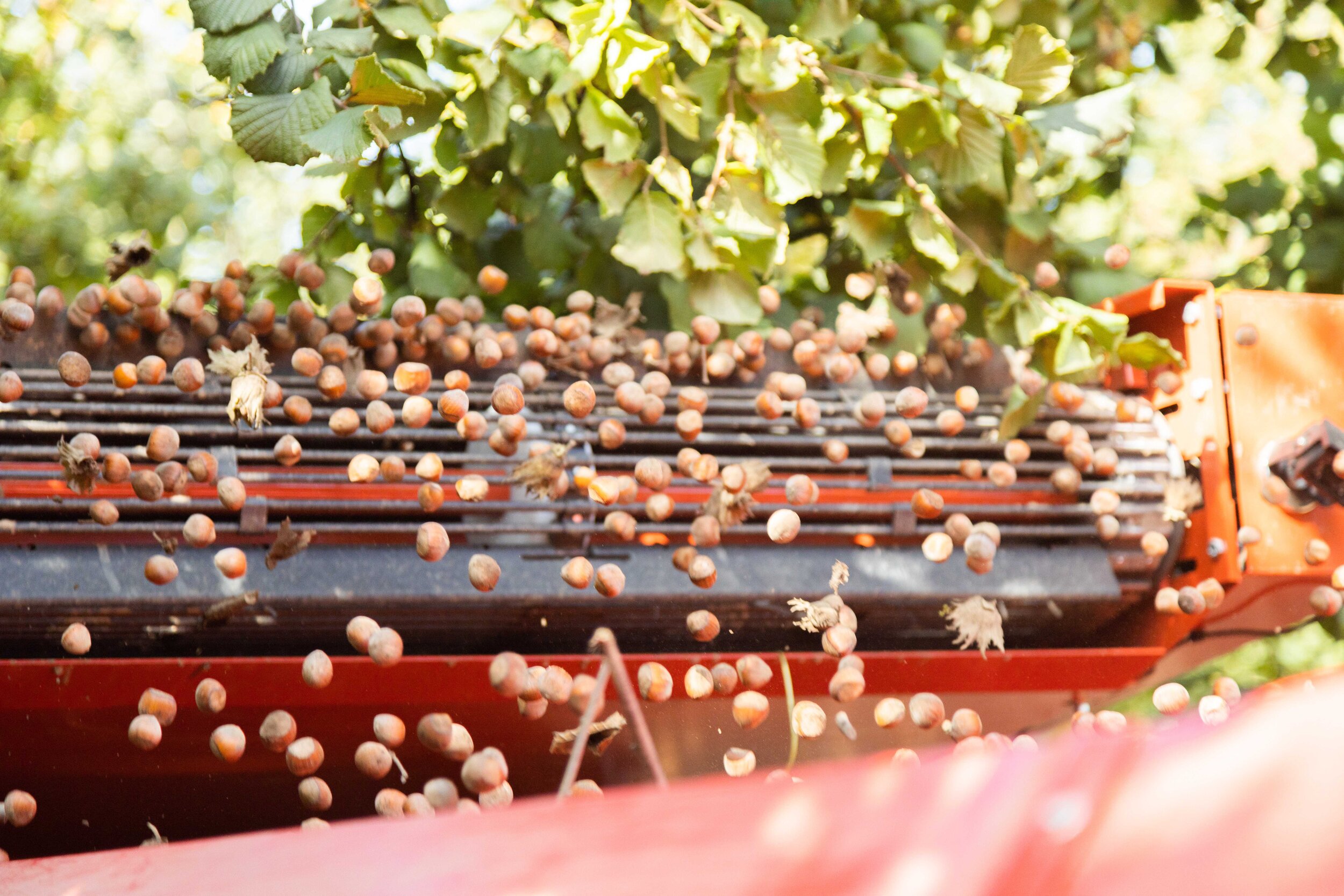 Coleman Agriculture hazelnut harvest farming