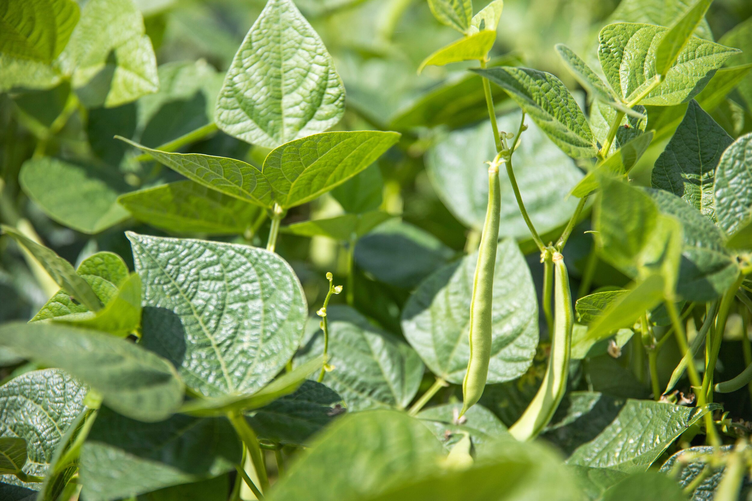 Coleman Agriculture green bean farming