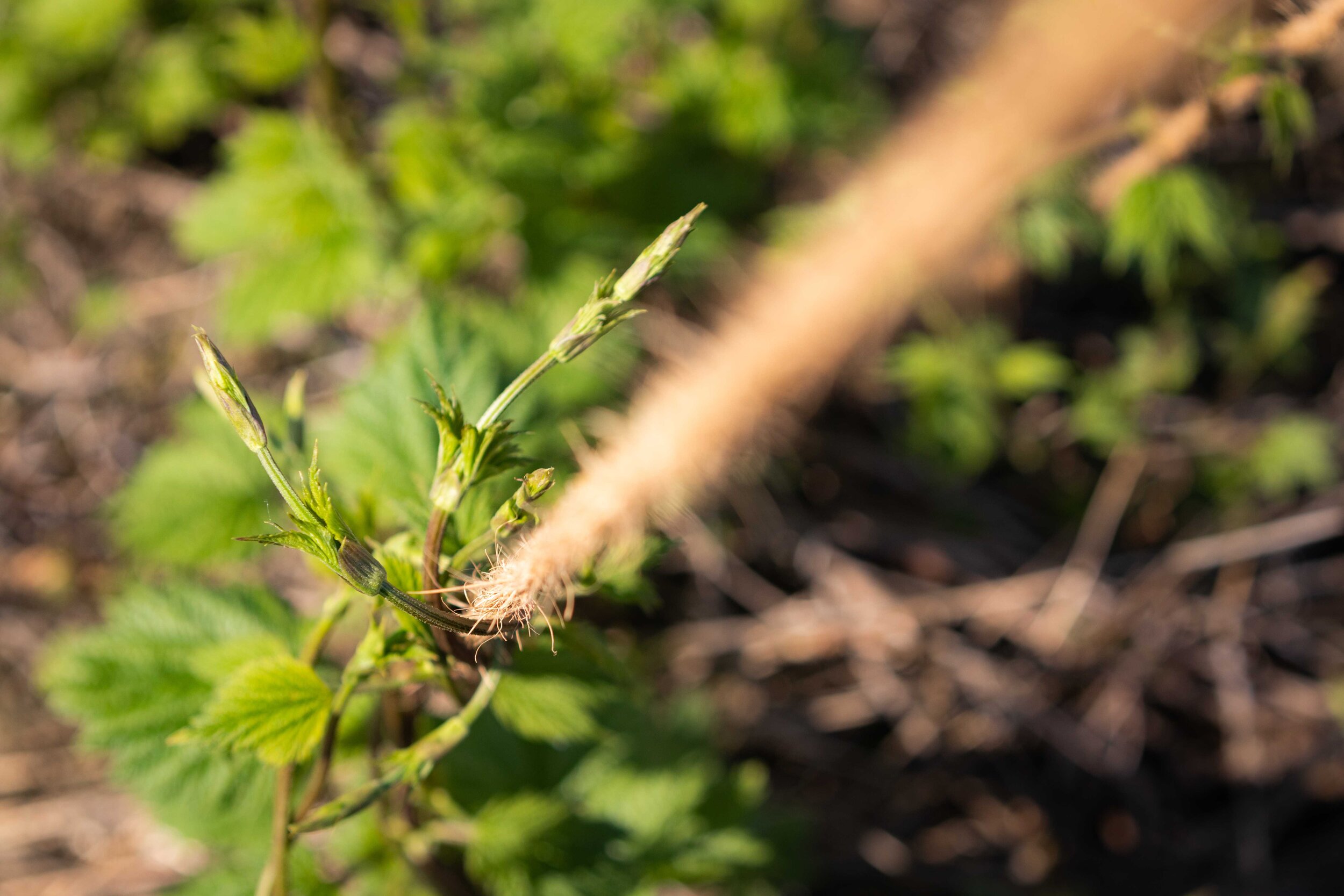 Coleman Agriculture hops farming