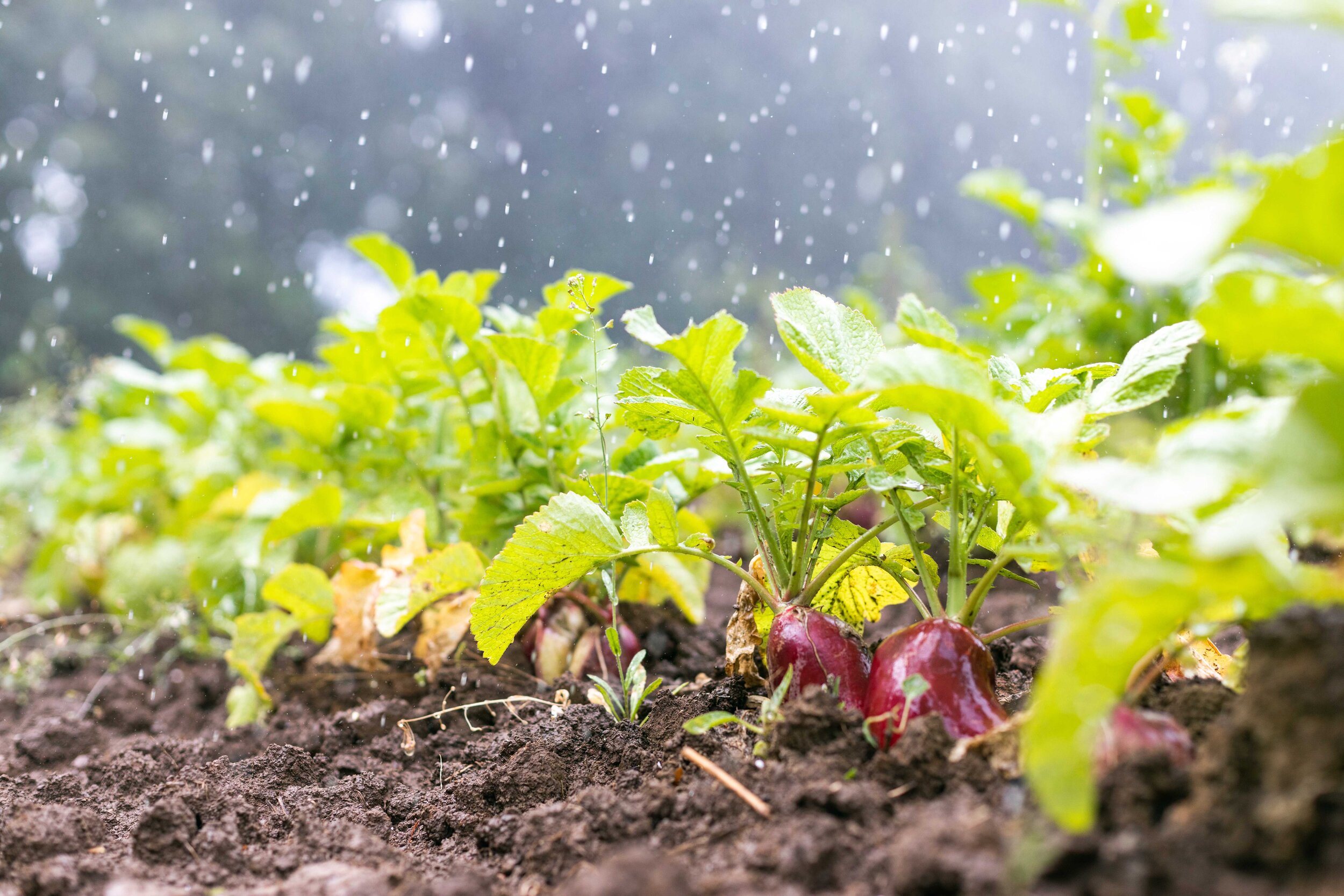 Coleman Agriculture radish farming irrigation