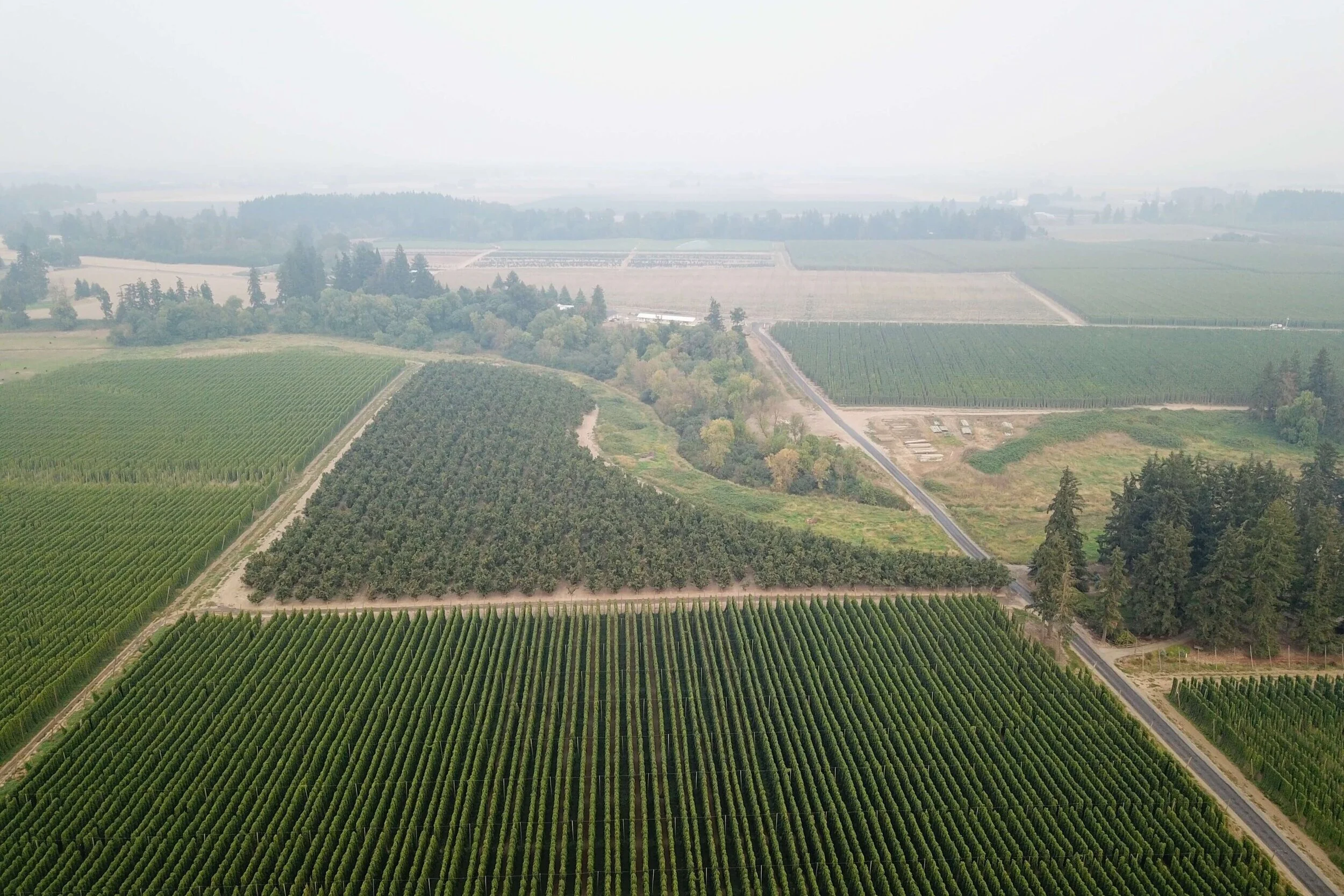 Coleman Hops — Coleman Agriculture