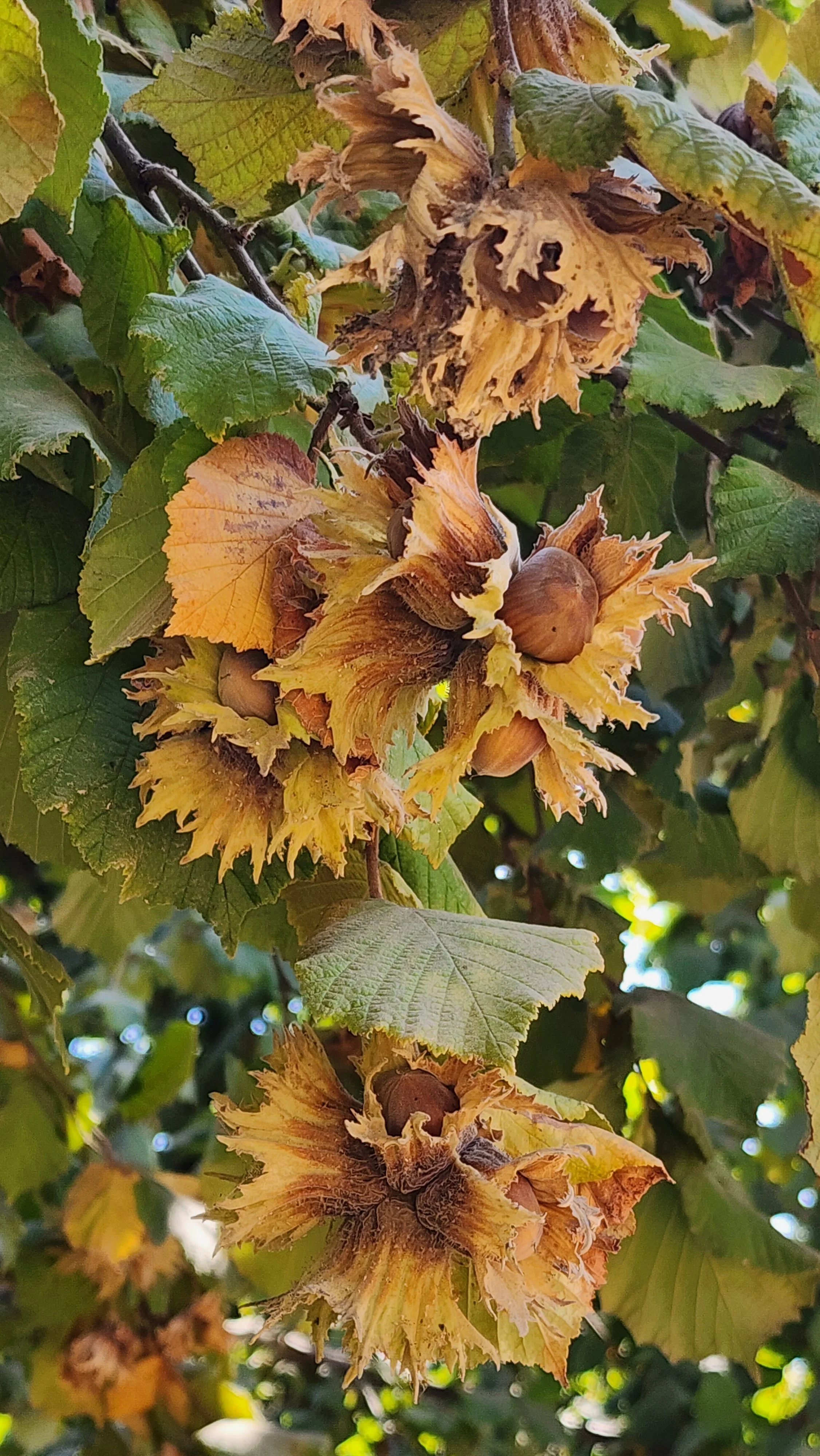 Close-up of a tree branch with dried, spiky husks and remaining hazelnuts, surrounded by green leaves, some turning yellow, indicating autumn.